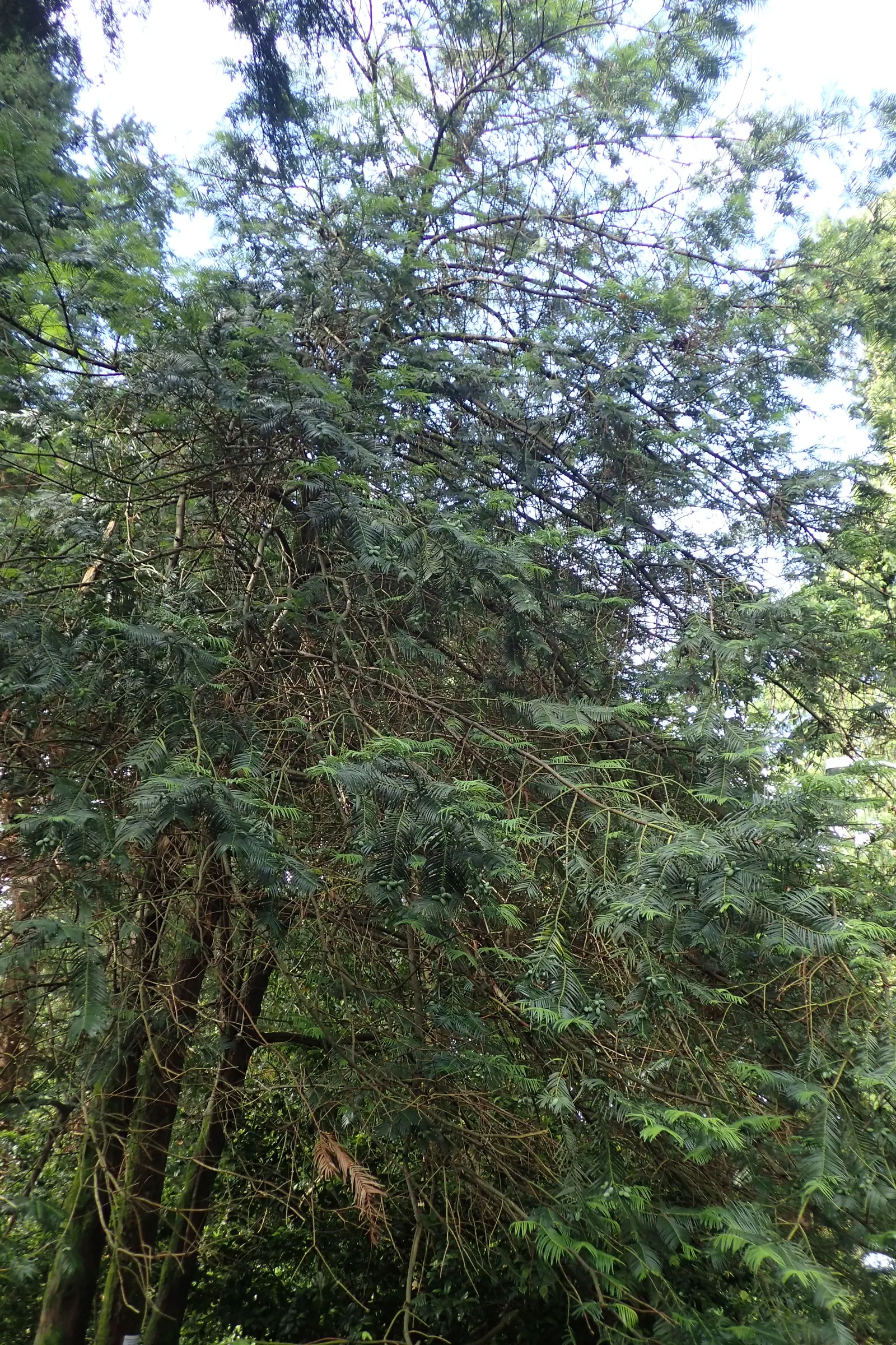 Japanese Plum Yew (Cephalotaxus Har. 'Fastigiata') — producing inconspicuous male and female cones on separate plants