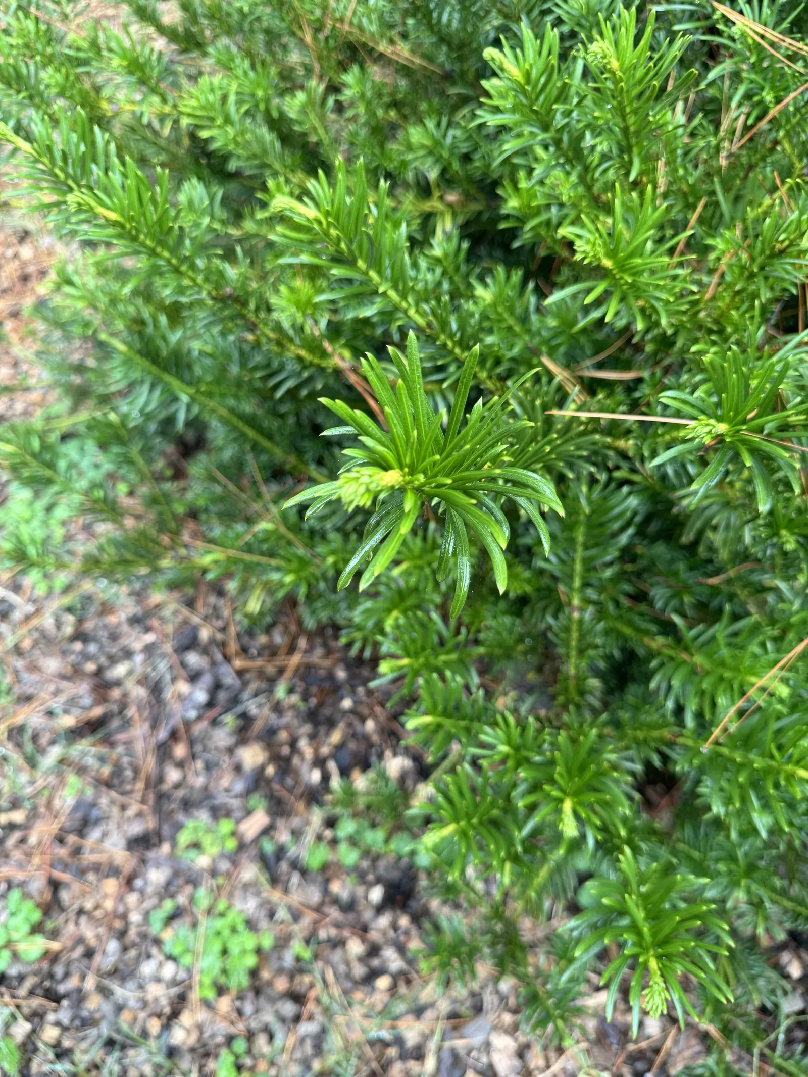Japanese Plum Yew (Cephalotaxus Har. 'Fastigiata') — This plant is also remarkably resistant to deer