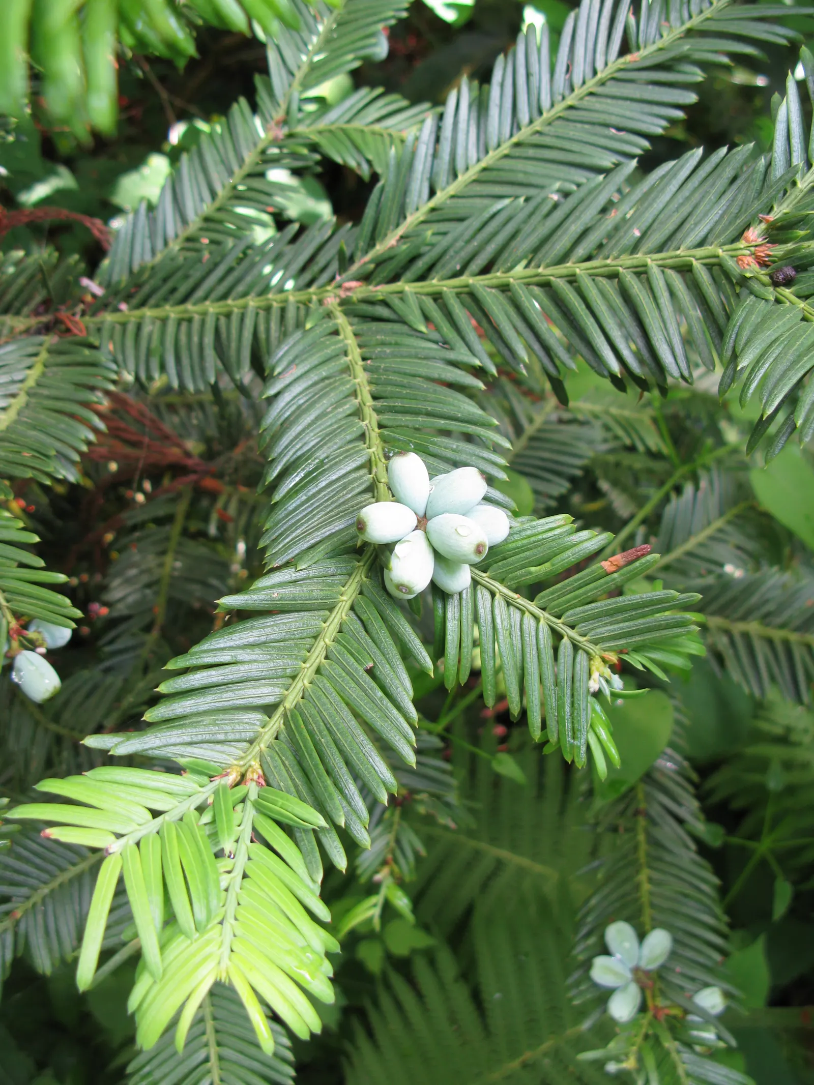 Japanese Plum Yew (Cephalotaxus Har. 'Fastigiata') — this variety is an apt choice for landscapes requiring vertical accents or narrow hedges