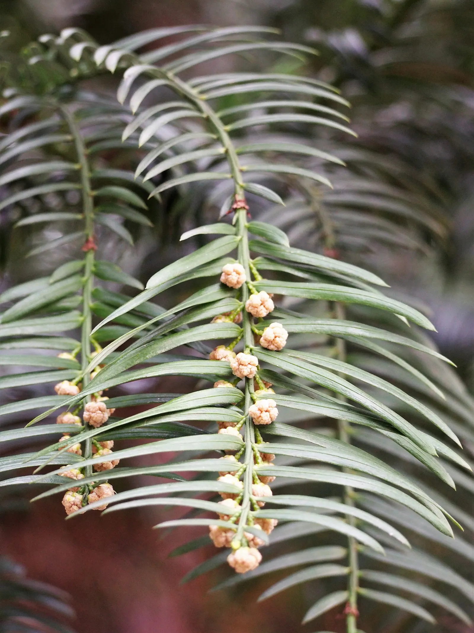 Japanese Plum Yew (Cephalotaxus Har. 'Fastigiata') — as it thrives in USDA Hardiness Zones 6 through 9