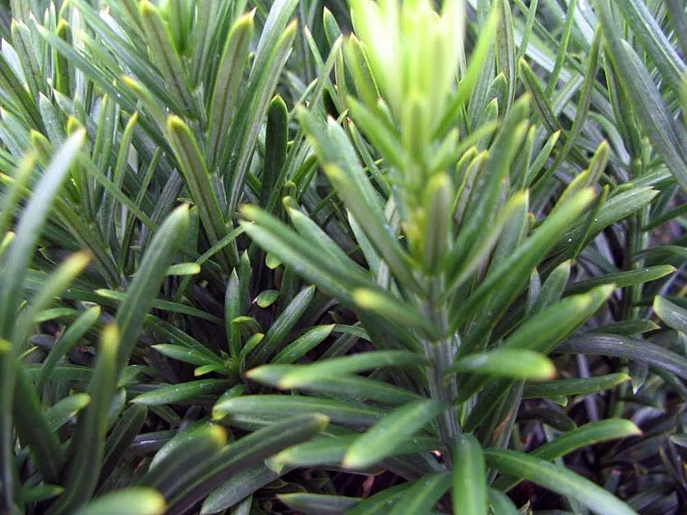 Japanese Plum Yew (Cephalotaxus Har. 'Fastigiata') — The soil should be well-draining but moist, with an acidic to neutral pH