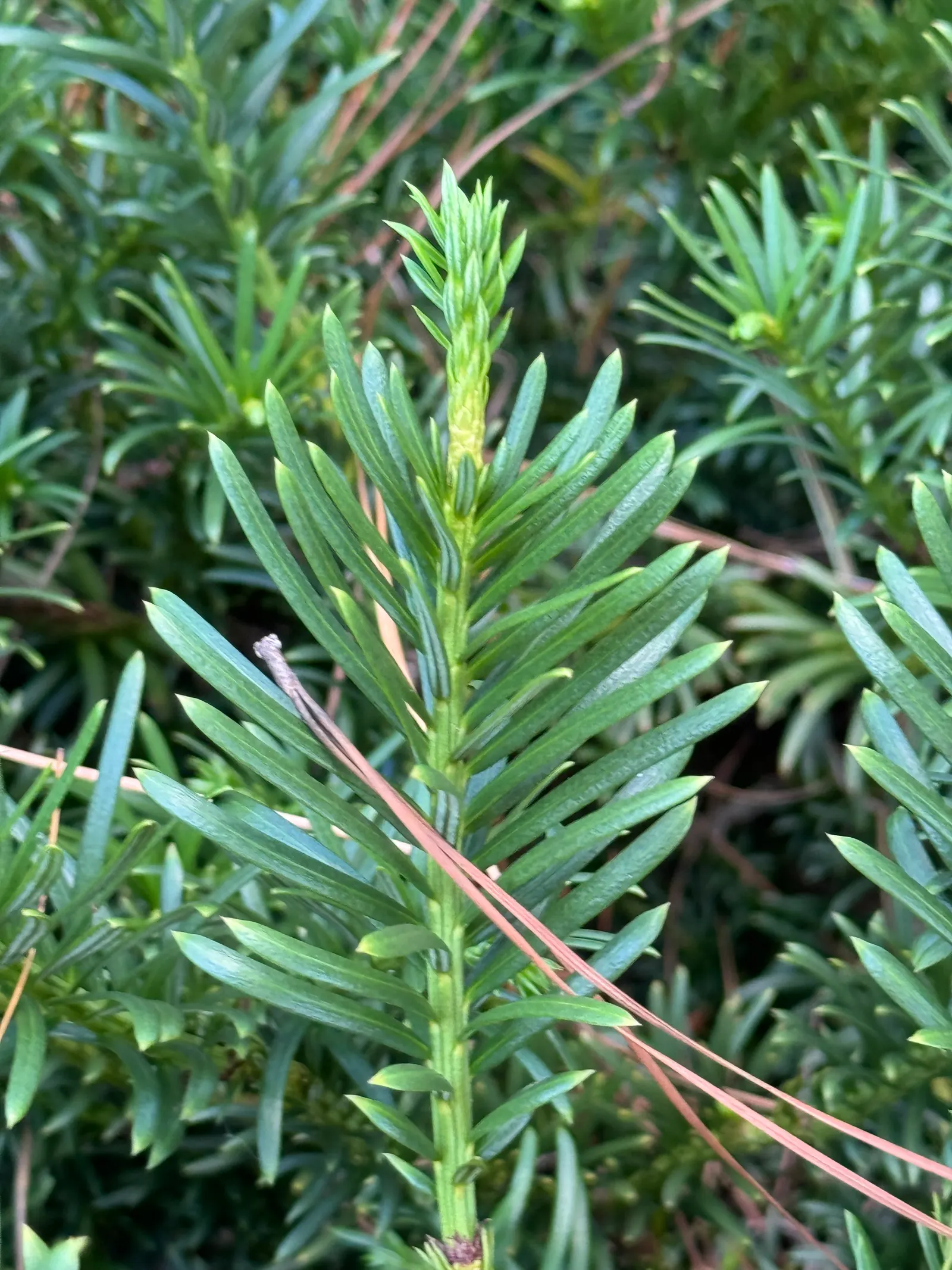 Japanese Plum Yew (Cephalotaxus Har. 'Fastigiata') — Cephalotaxus harringtonia 'Fastigiata'