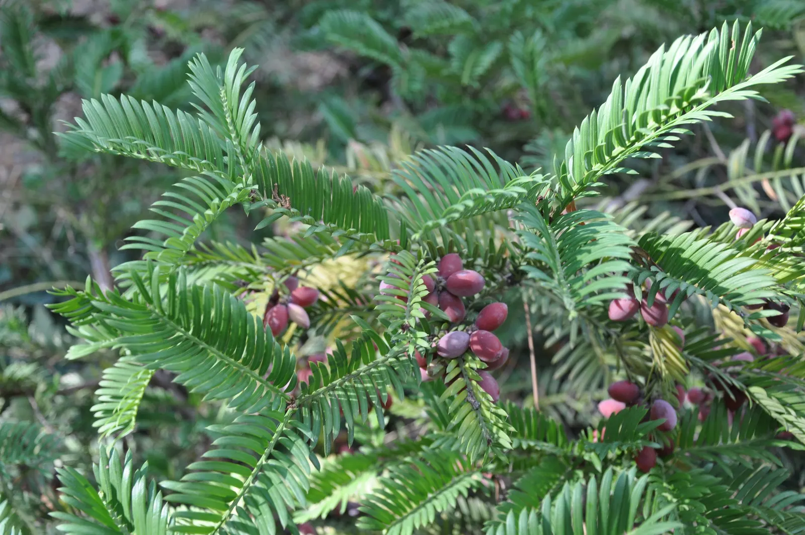 Japanese Plum Yew (Cephalotaxus Har. 'Fastigiata') — contributing a texture that is both robust and graceful