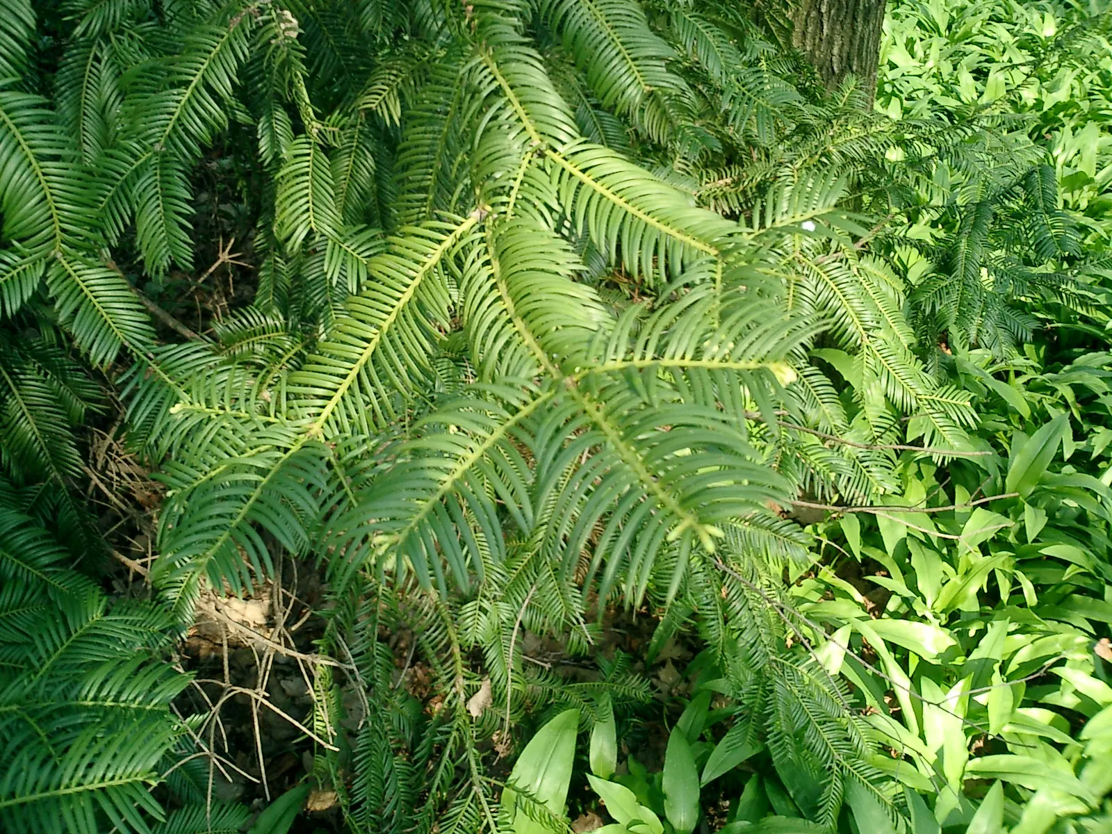 Japanese Plum Yew (Cephalotaxus Har. 'Fastigiata') — The Japanese Plum Yew is dioecious