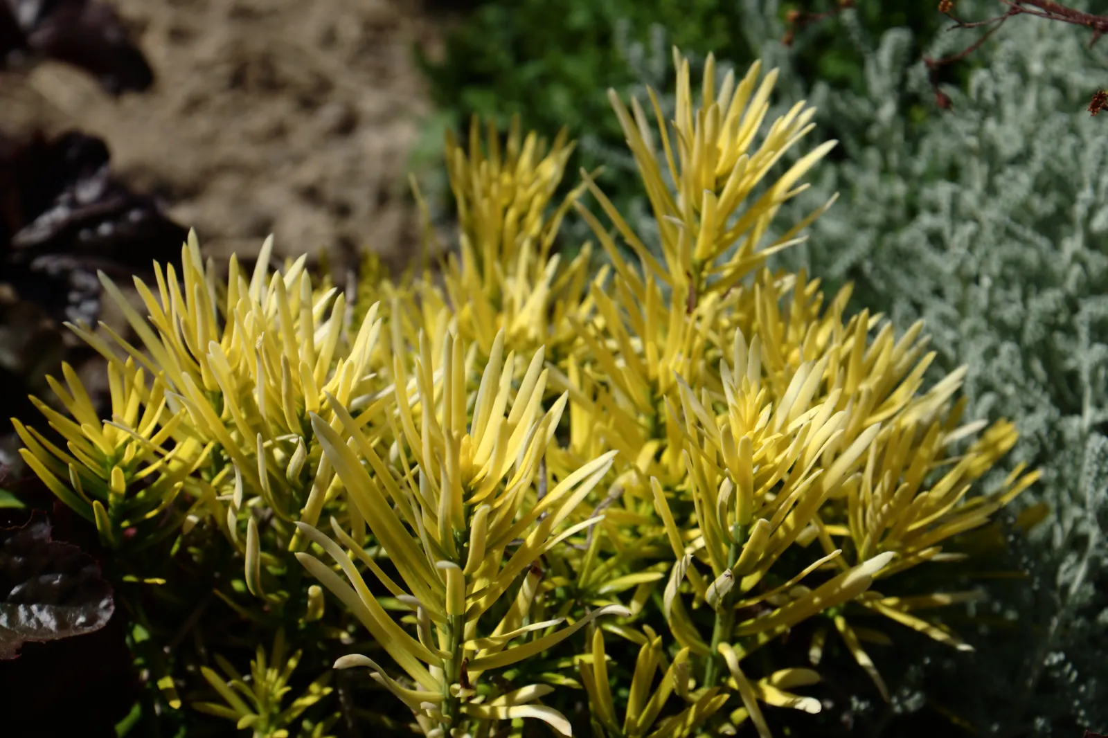 Japanese Plum Yew (Cephalotaxus Har. 'Fastigiata') — is a revered coniferous shrub recognized for its distinctive upright and columnar growth habit