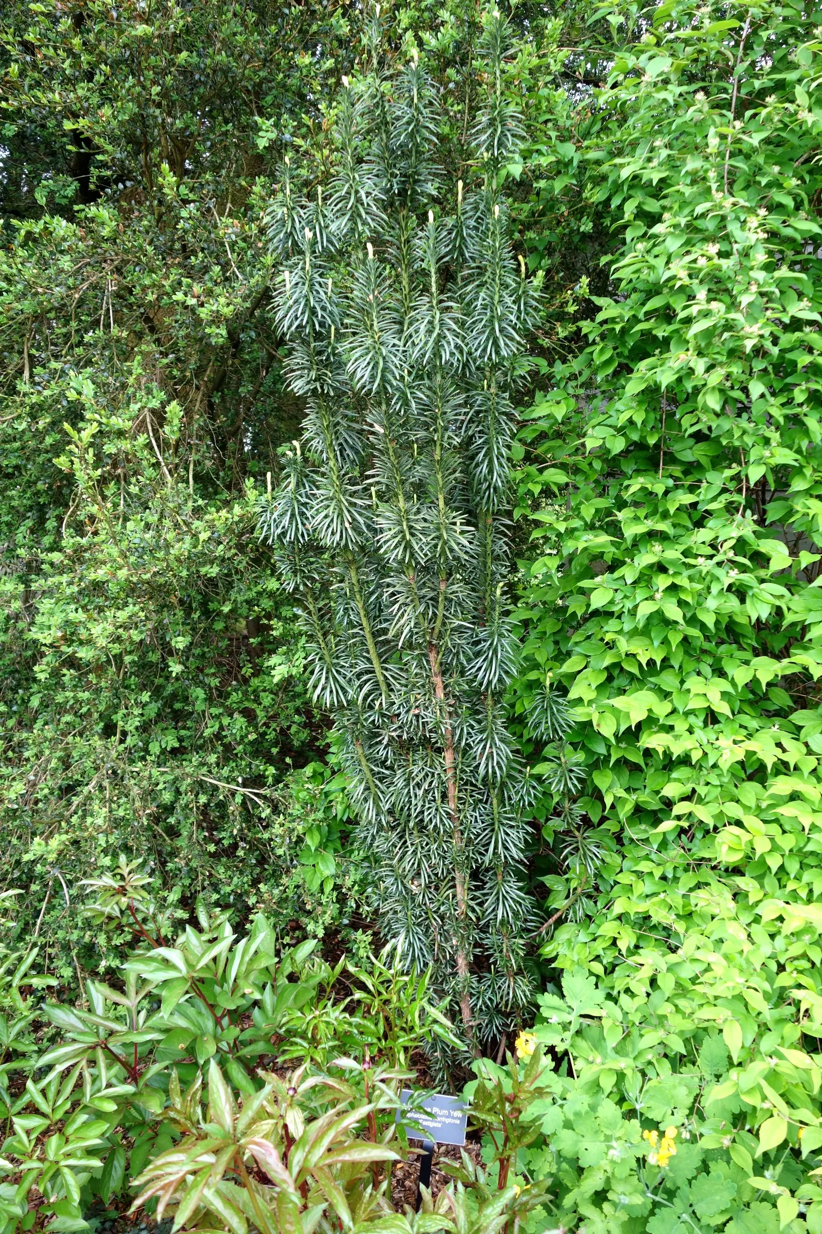 Japanese Plum Yew (Cephalotaxus Har. 'Fastigiata') — which allows for manageable shaping and minimal maintenance.<br><br>This cultivar boasts dark green