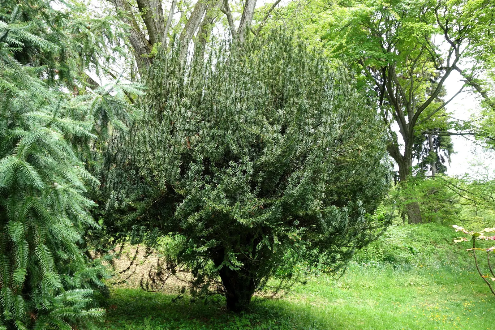 Japanese Plum Yew (Cephalotaxus Har. 'Fastigiata') — needle-like foliage arranged in a dense