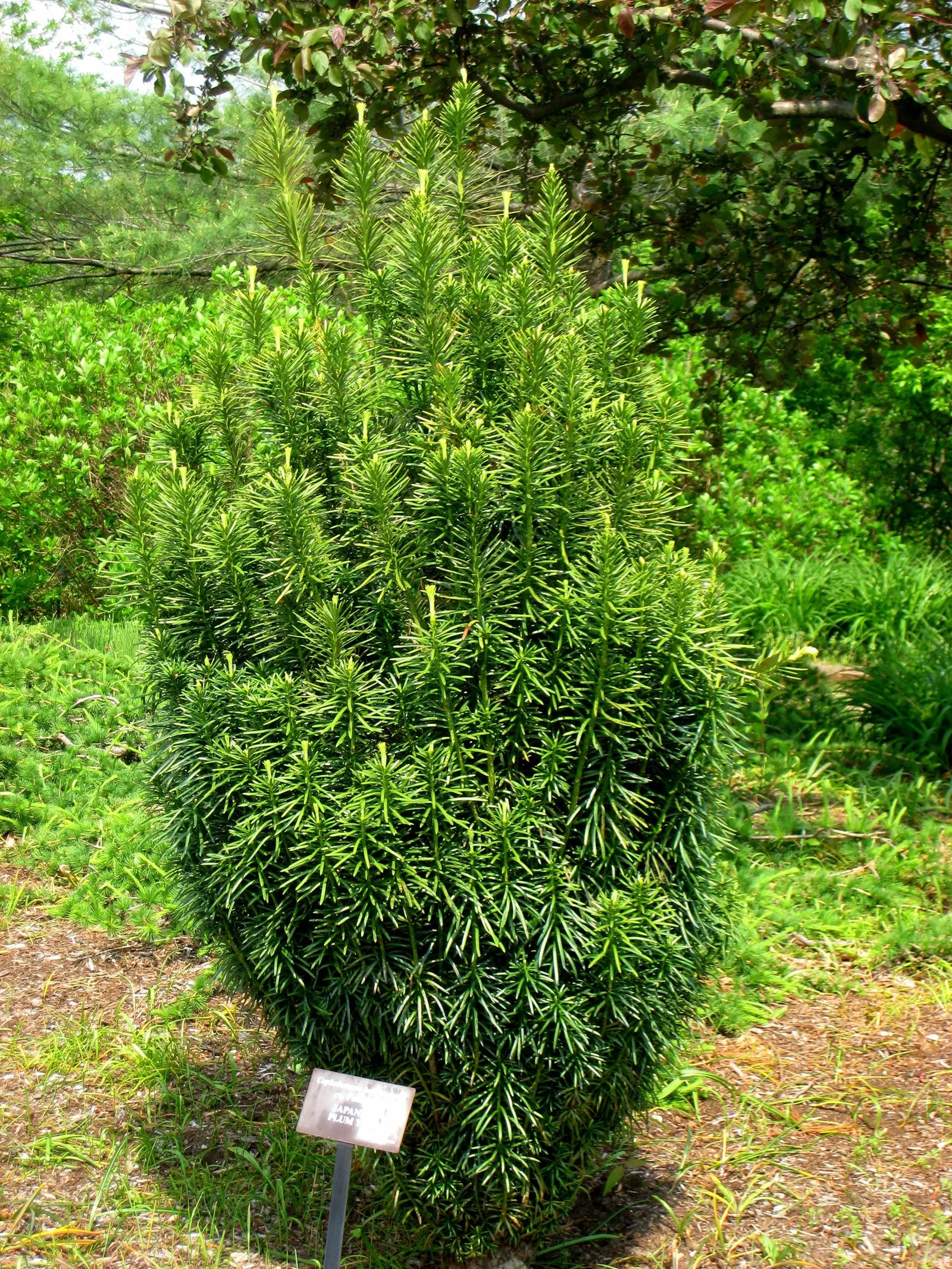 Japanese Plum Yew (Cephalotaxus Har. 'Fastigiata') — It grows at a slow to moderate pace