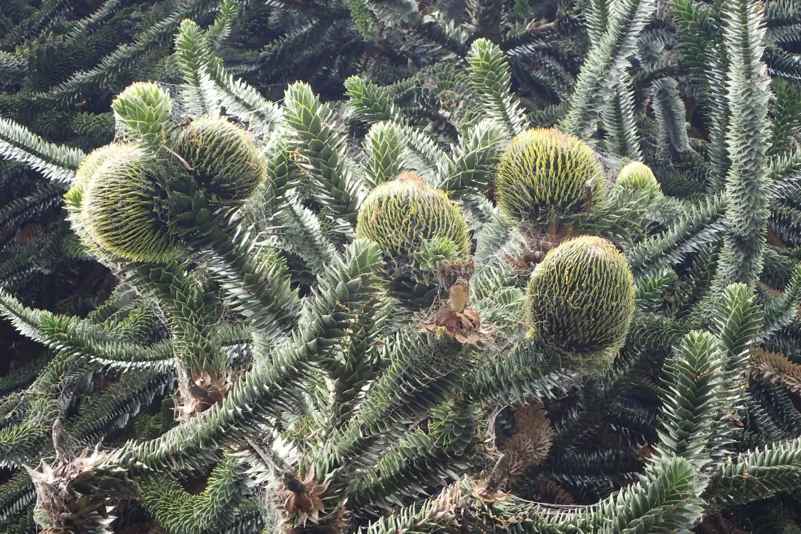 Monkey Puzzle Tree (Araucaria Araucana) — Maturing to 50‚Äì80 feet tall with a 20‚Äì30 feet spread