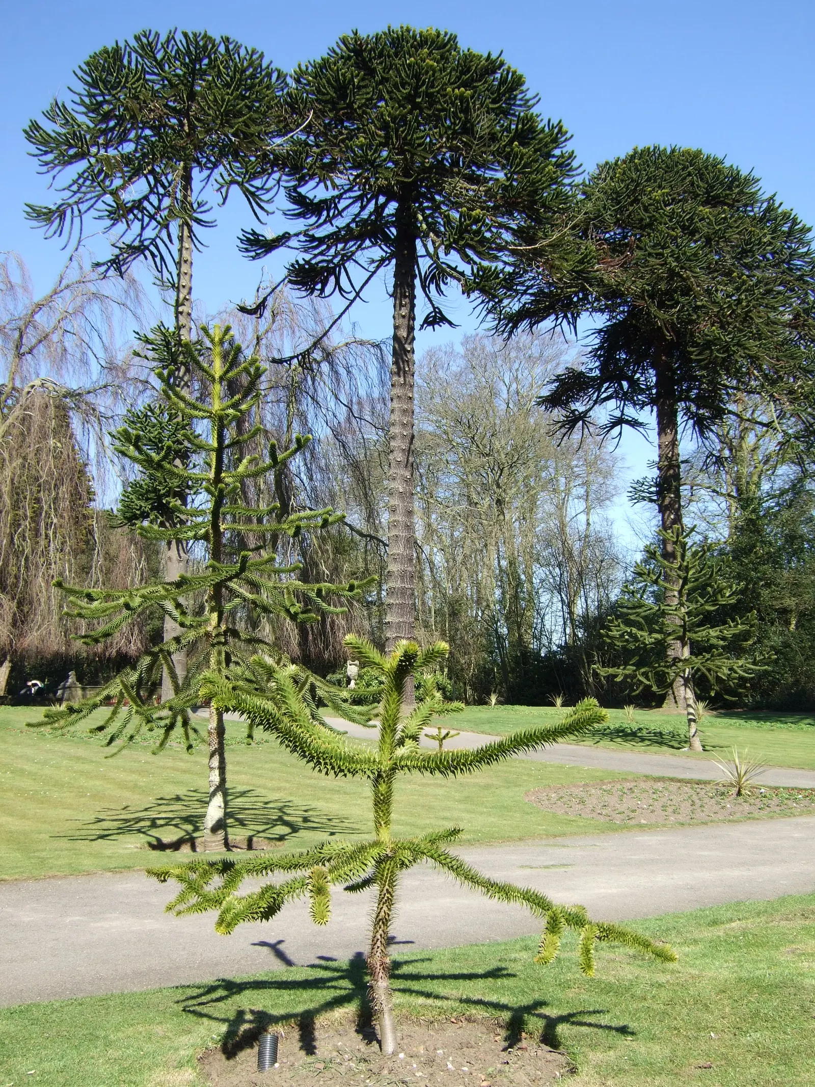 Monkey Puzzle Tree (Araucaria Araucana) — It's hardy in USDA zones 7b to 11; thus it requires ample space to be truly appreciated