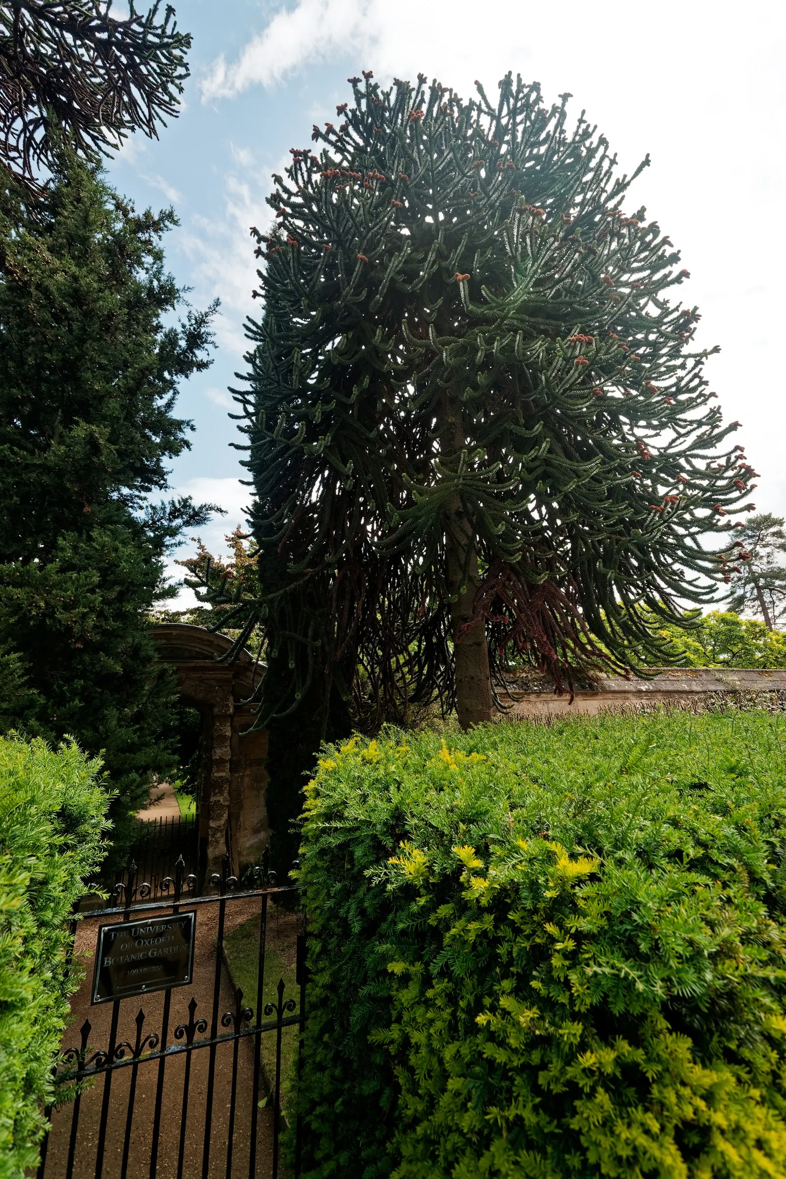 Monkey Puzzle Tree (Araucaria Araucana) — slightly acidic soil.<br><br>The Monkey Puzzle's foliage consists of sharp