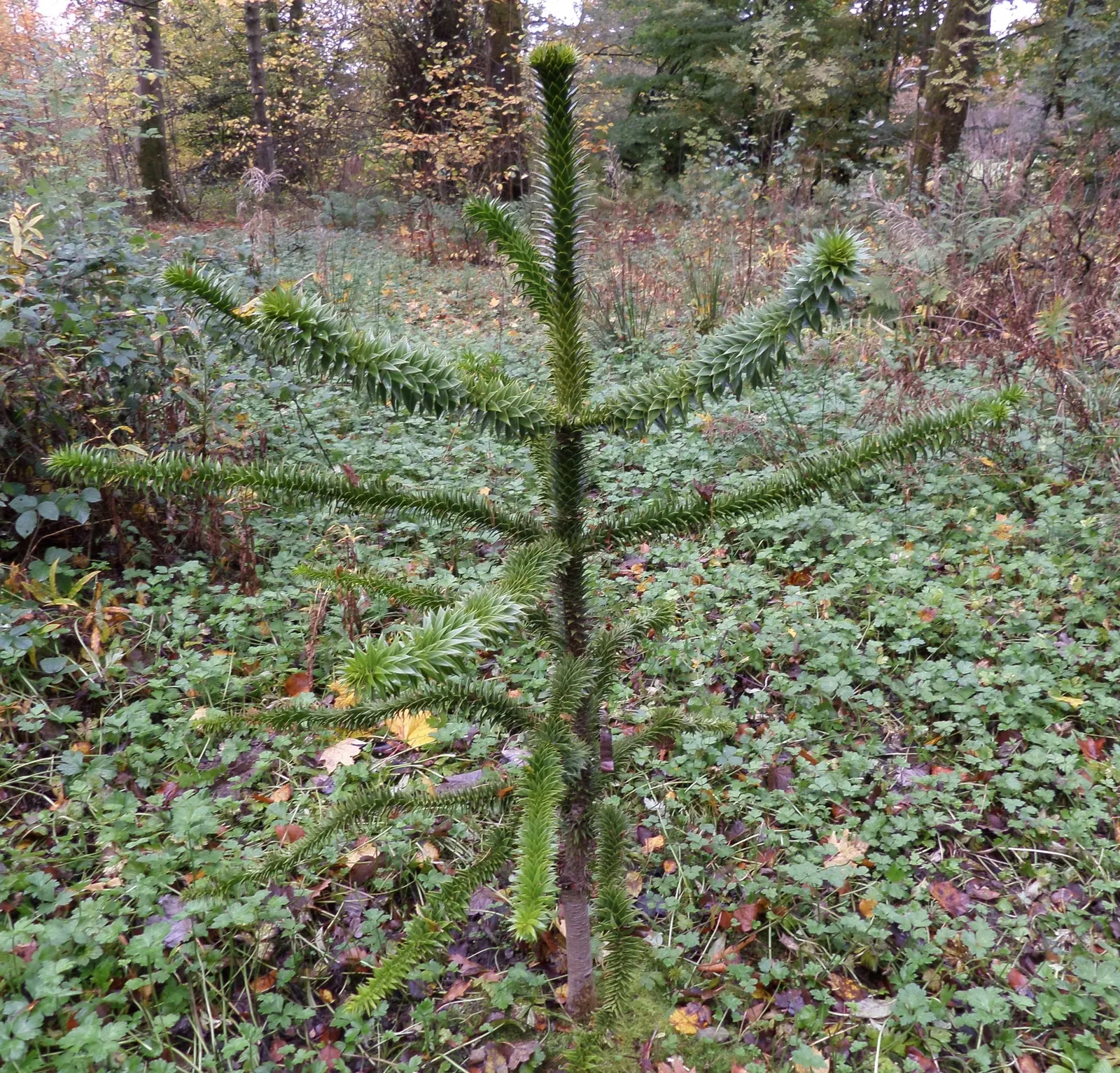 Monkey Puzzle Tree (Araucaria Araucana) — meaning male and female cones grow on separate trees; its diameter can spread to about 20 to 30 feet at, image 84