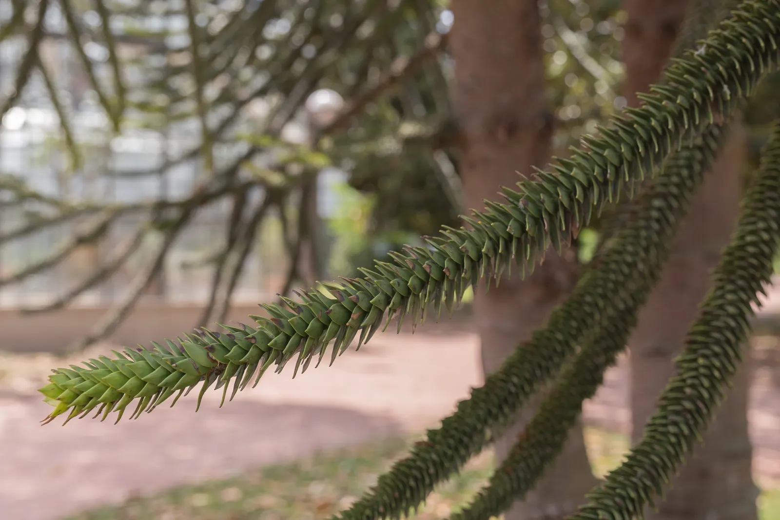 Monkey Puzzle Tree (Araucaria Araucana) — Its unique, sharp leaves and longevity make it a statement piece; araucana into a landscape design, image 64