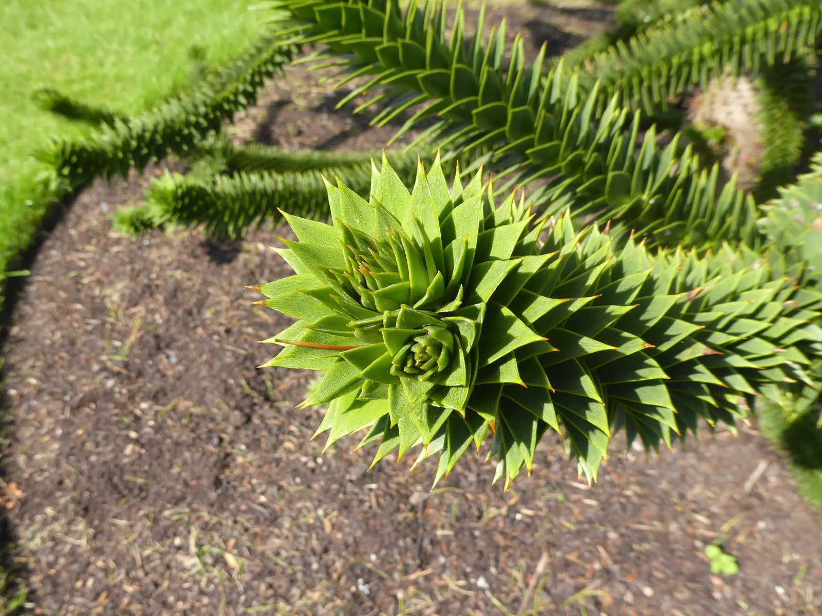 Monkey Puzzle Tree (Araucaria Araucana) — it thrives in USDA zones 7B through 11; potential longevity that often exceeds a century