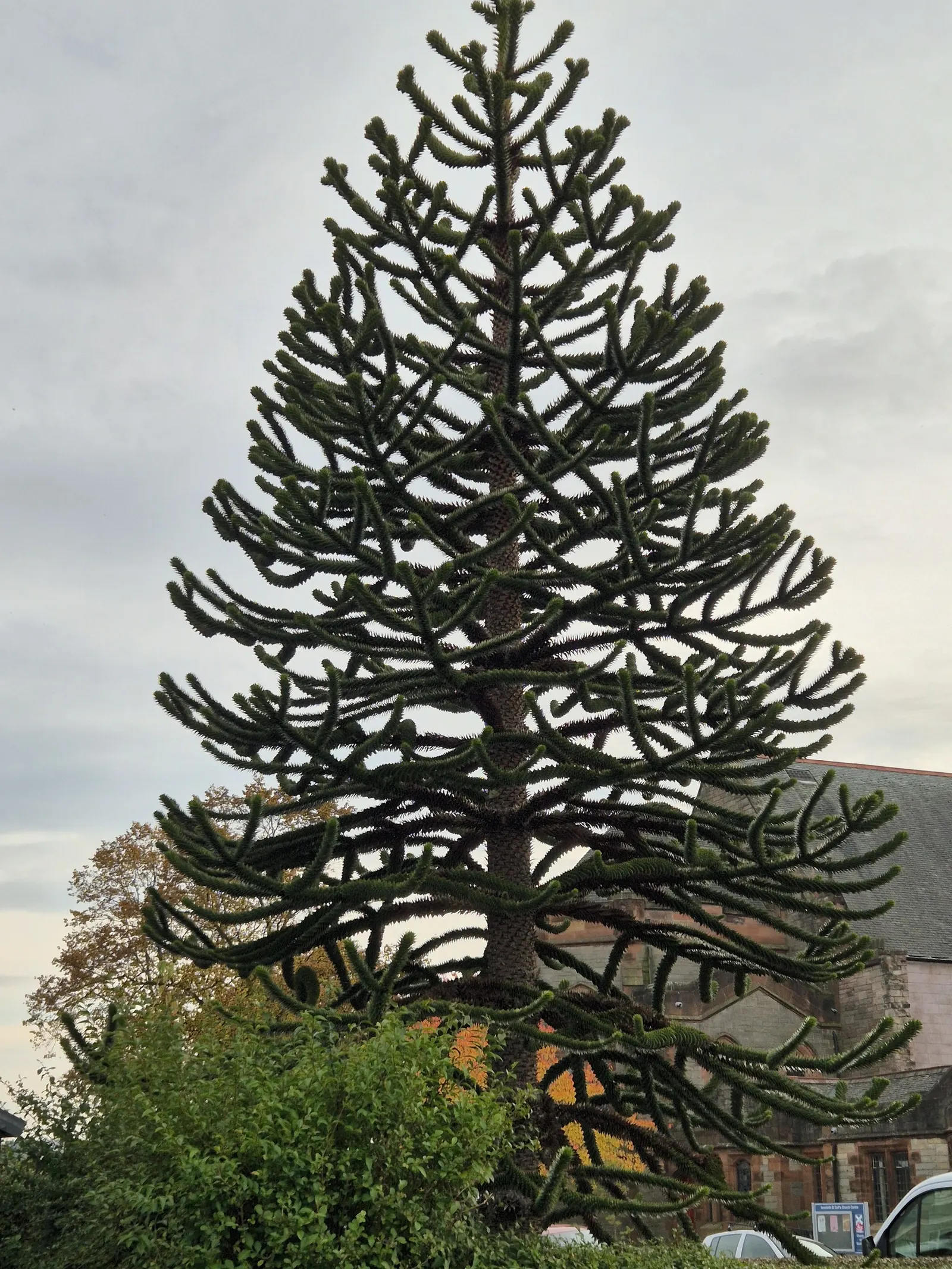 Monkey Puzzle Tree (Araucaria Araucana) — spiky foliage.<br><br>Typically