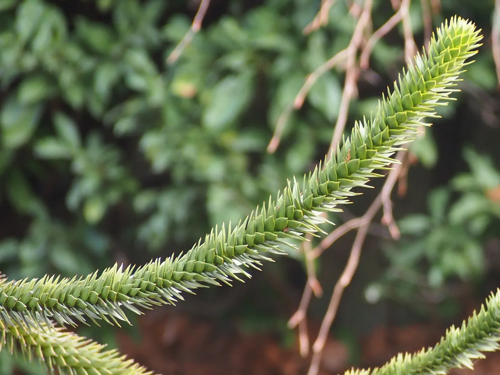 Monkey Puzzle Tree (Araucaria Araucana) — is a striking specimen with a pyramid shape; preferring full sun exposure and well-drained, image 93