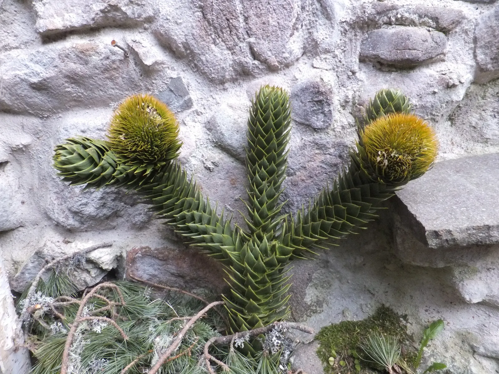 Monkey Puzzle Tree (Araucaria Araucana) — high-impact choice for any client desiring a touch of ancient intrigue in their garden space; dark green leaves that