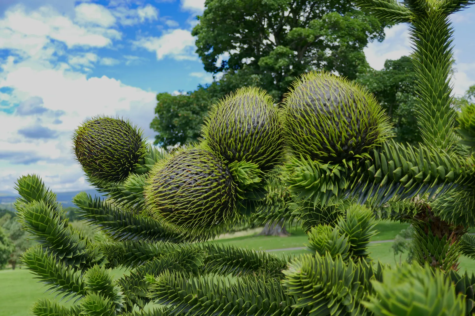 Monkey Puzzle Tree (Araucaria Araucana) — is a striking specimen with a pyramid shape; preferring full sun exposure and well-drained