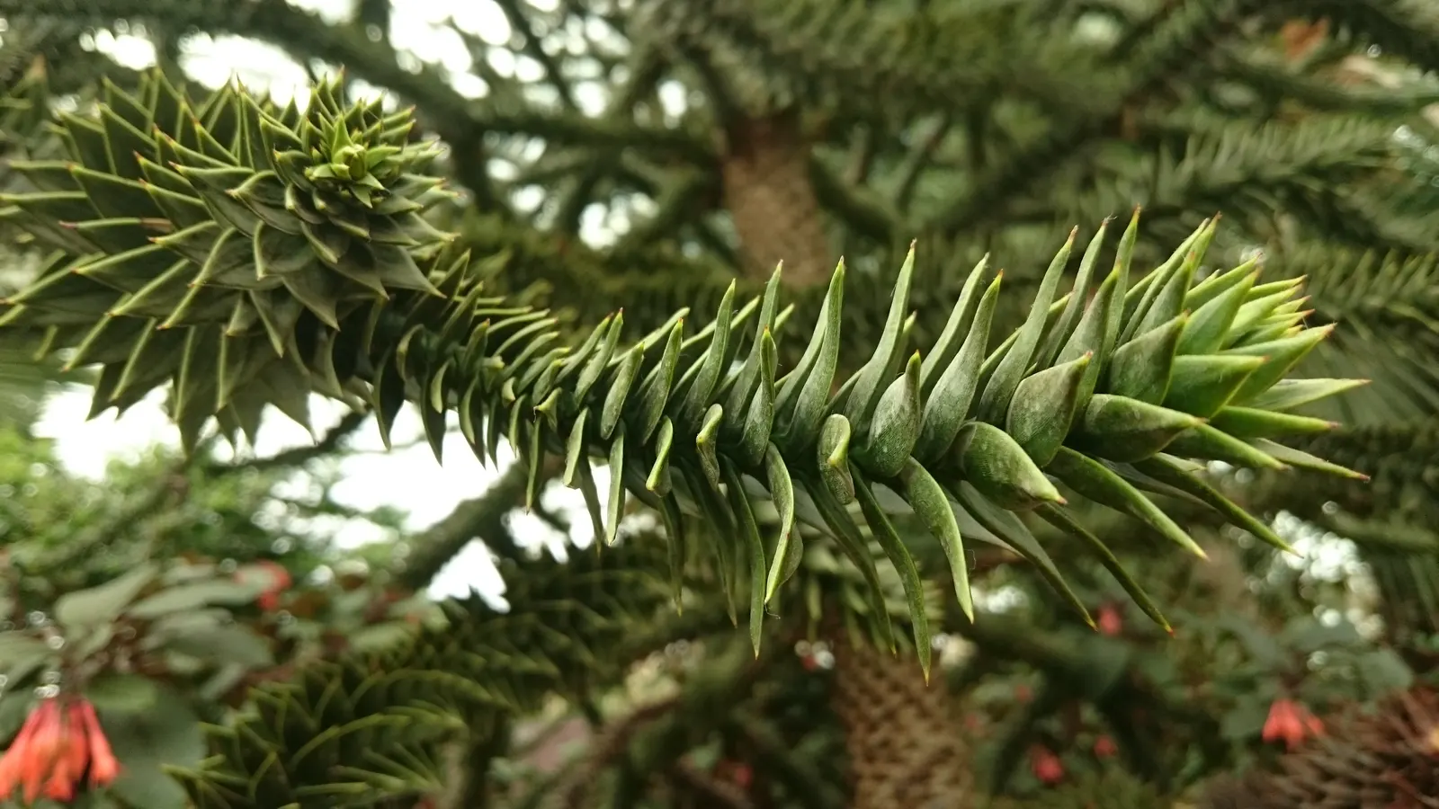 Monkey Puzzle Tree (Araucaria Araucana) — and create a plan that accommodates its future spread; this slow-growing tree requires ample space with, image 87