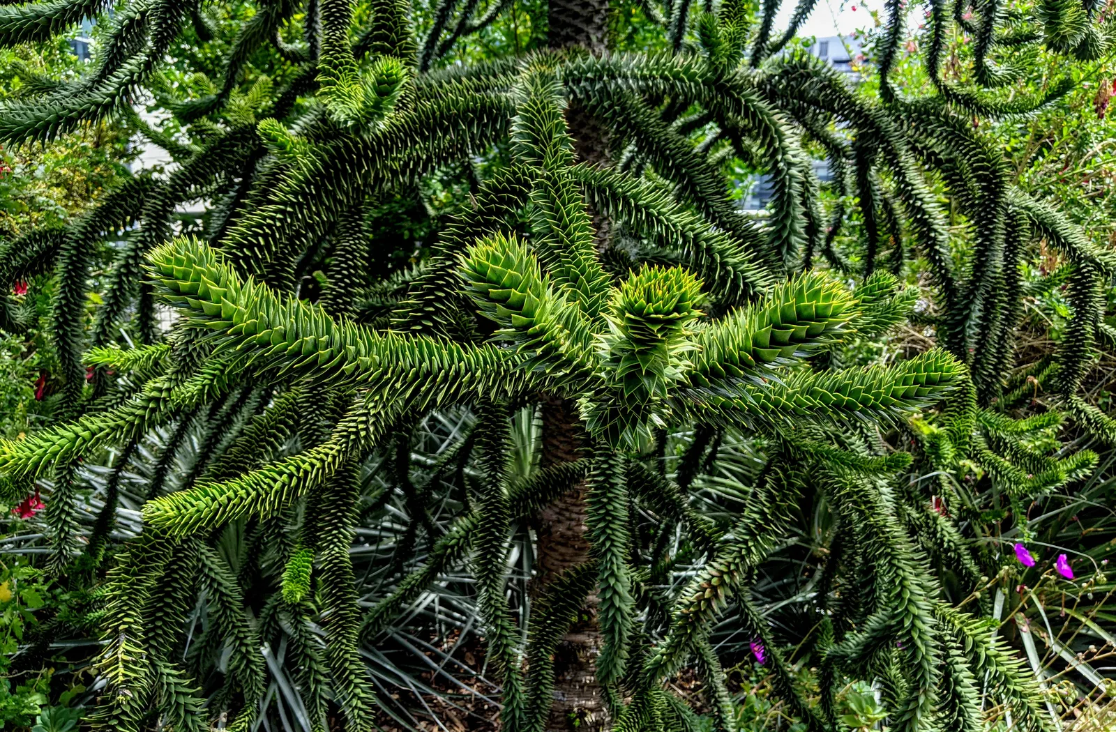 Monkey Puzzle Tree (Araucaria Araucana) — With minimal maintenance needs apart from ensuring soil drainage
