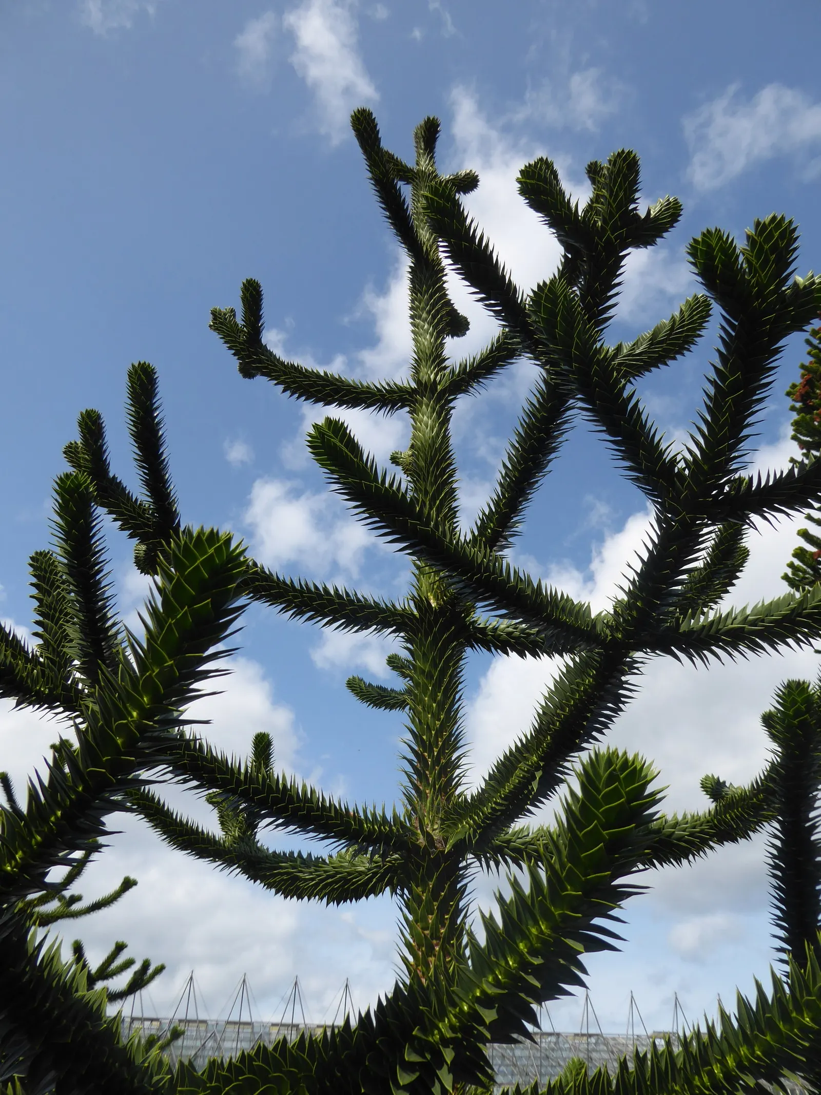 Monkey Puzzle Tree (Araucaria Araucana) — Its unique, sharp leaves and longevity make it a statement piece; araucana into a landscape design