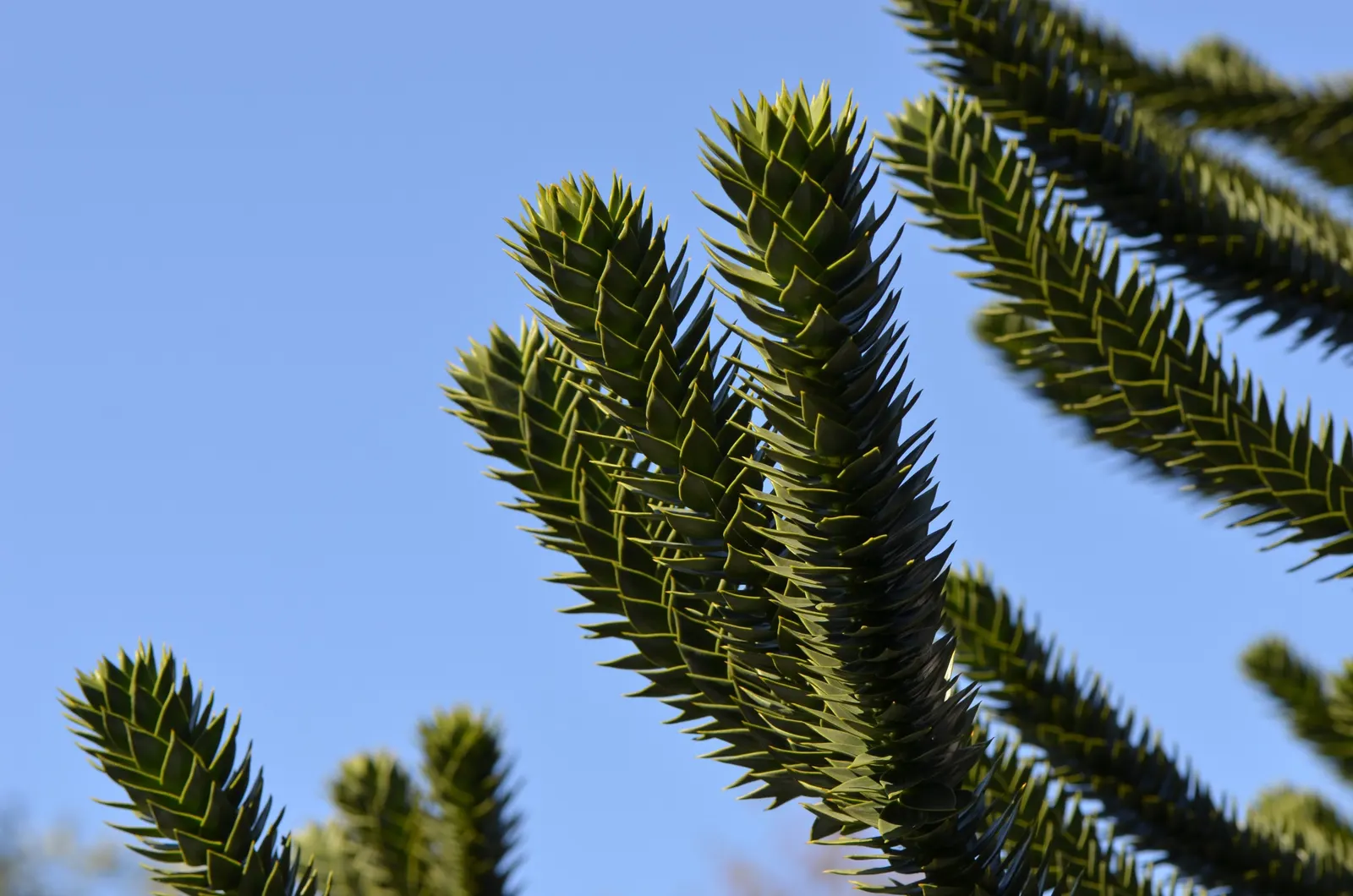 Monkey Puzzle Tree (Araucaria Araucana) — growing slowly to its grand stature