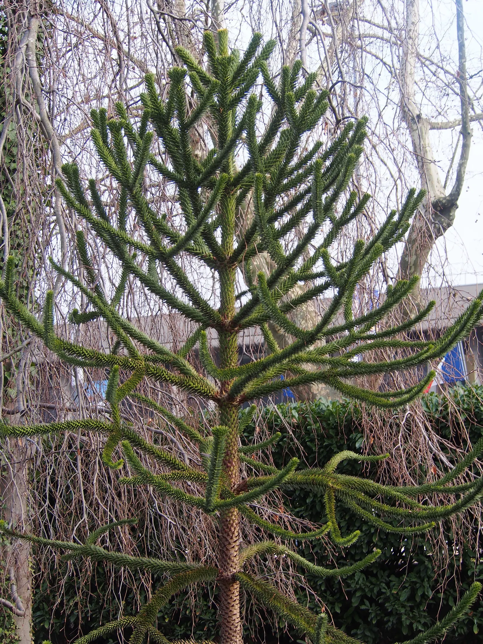 Monkey Puzzle Tree (Araucaria Araucana) — dark green leaves that persist for up to 15 years before falling