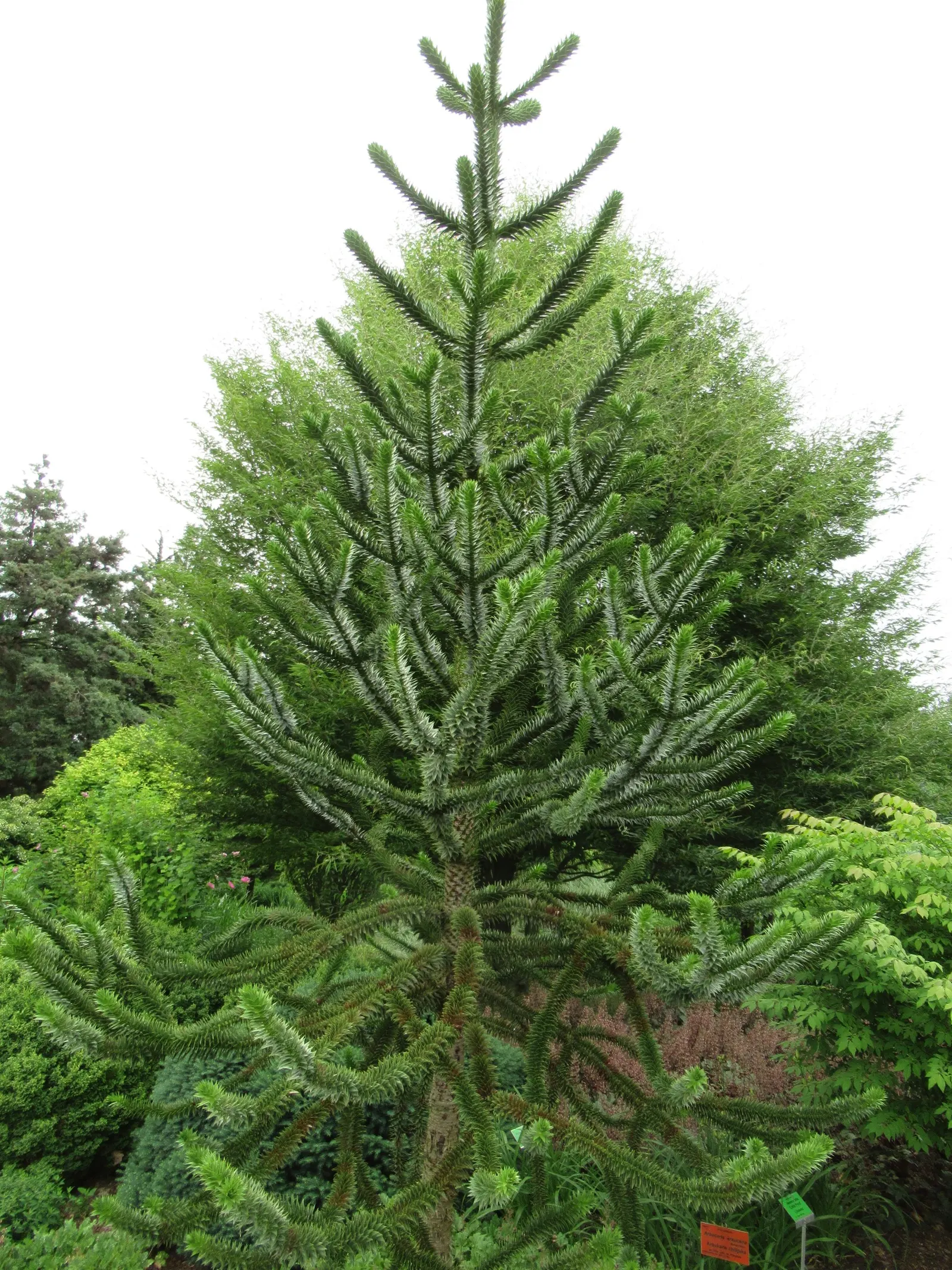 Monkey Puzzle Tree (Araucaria Araucana) — Native to Chile and Argentina; it's hardy in USDA zones 7b to 11