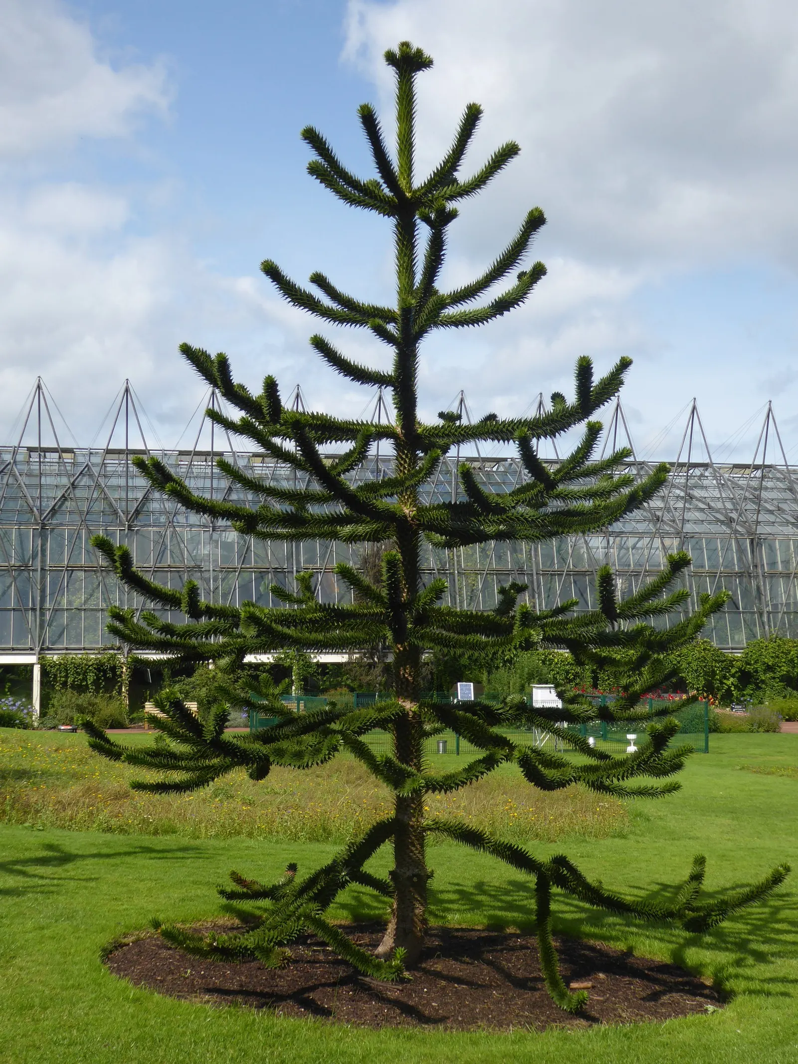 Monkey Puzzle Tree (Araucaria Araucana) — is an evergreen conifer that boasts a distinct and captivating appearance; conifer / tree for full, image 99