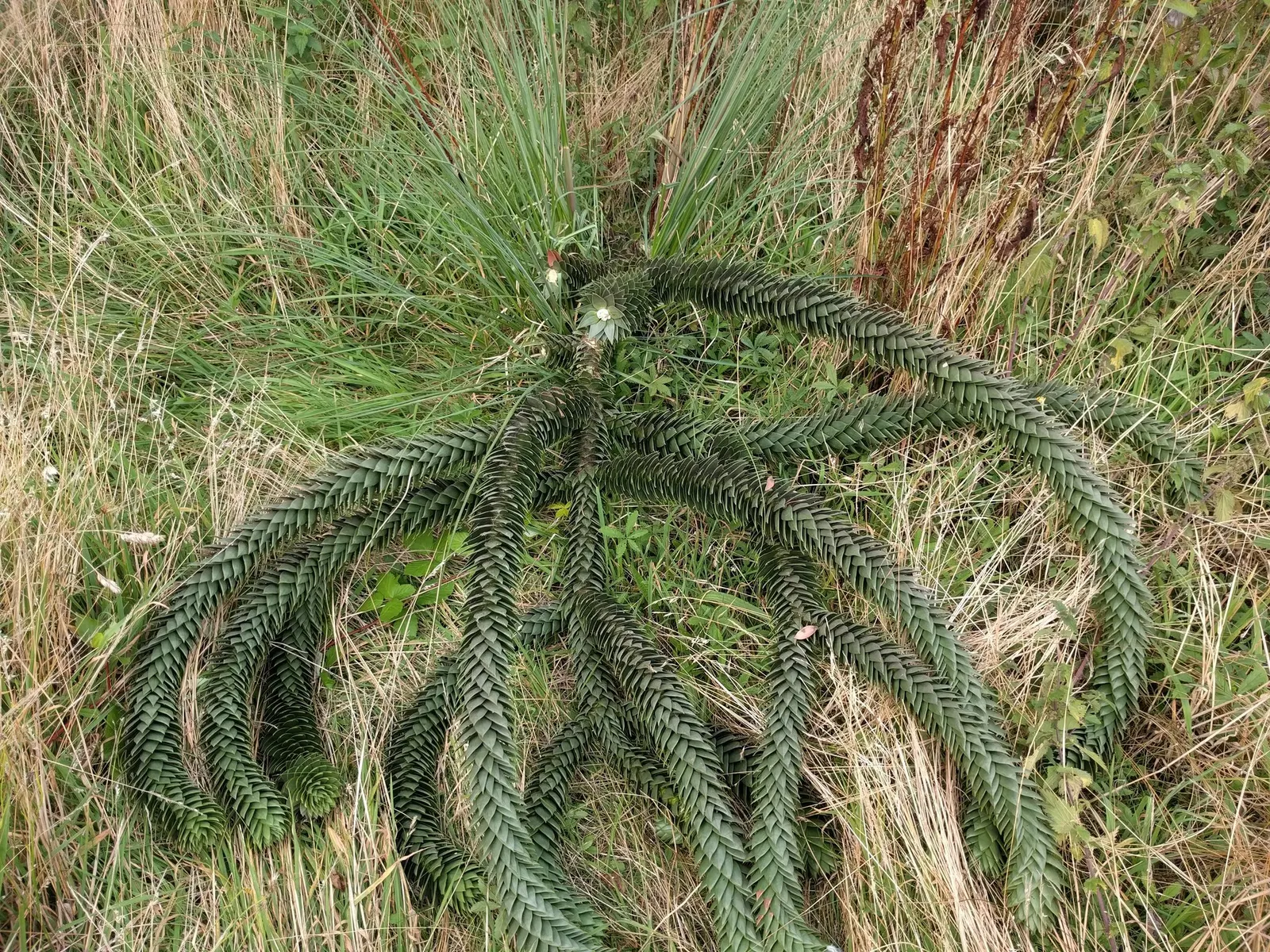 Monkey Puzzle Tree (Araucaria Araucana) — and create a plan that accommodates its future spread