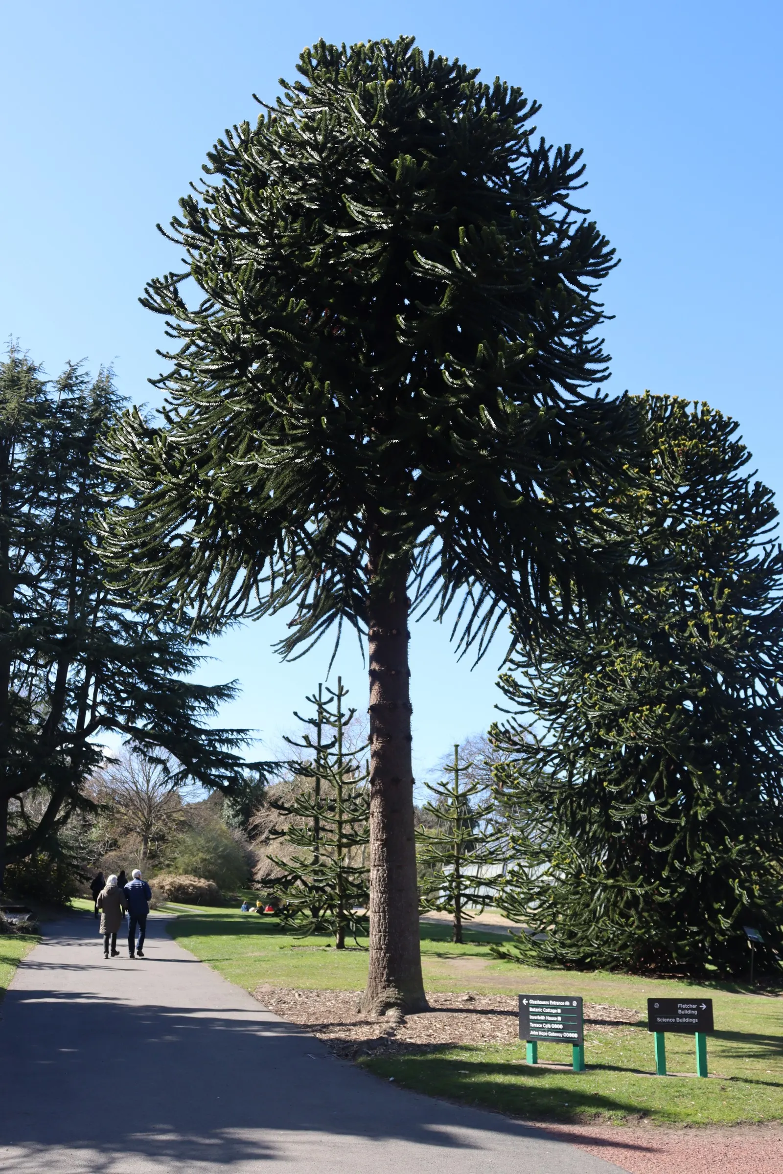 Monkey Puzzle Tree (Araucaria Araucana) — an evergreen conifer native to Chile and Argentina; spiky foliage.<br><br>Typically, image 92