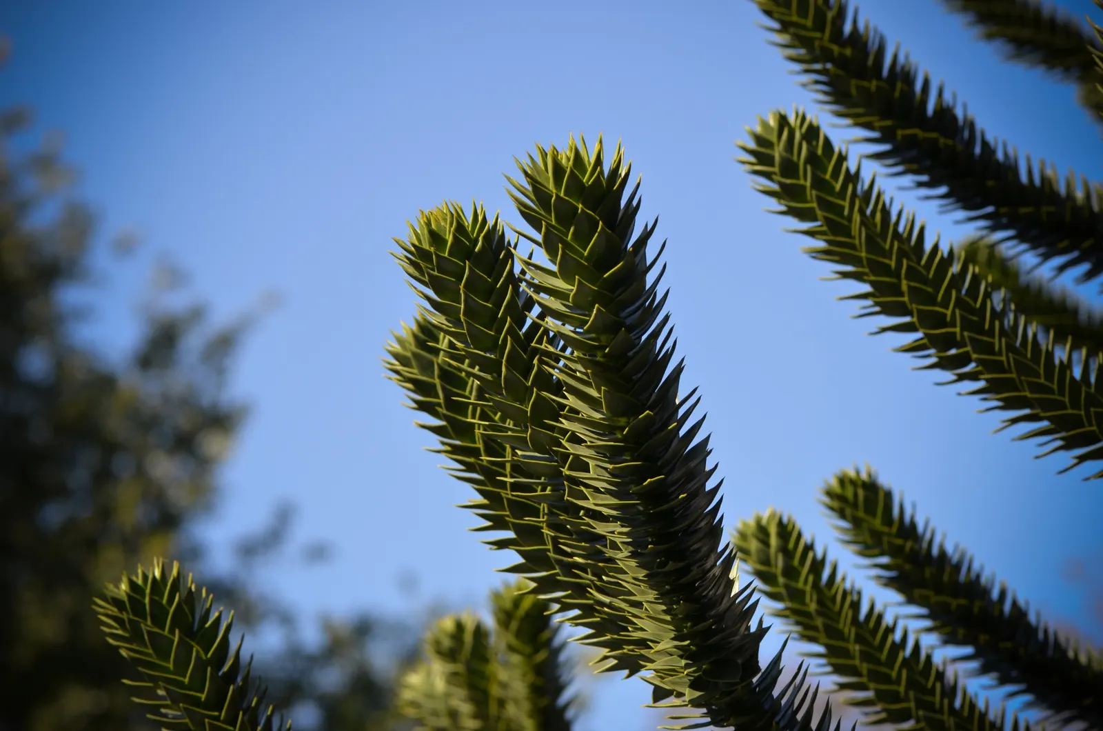Monkey Puzzle Tree (Araucaria Araucana) — contributing to its dense