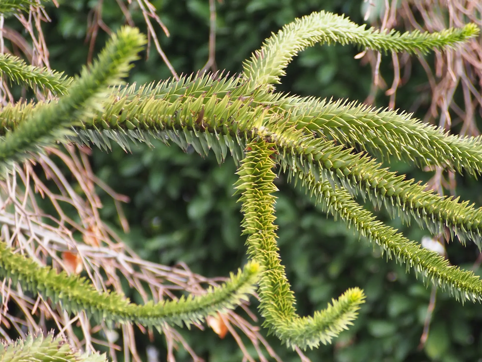 Monkey Puzzle Tree (Araucaria Araucana) — Its diameter can spread to about 20 to 30 feet at maturity