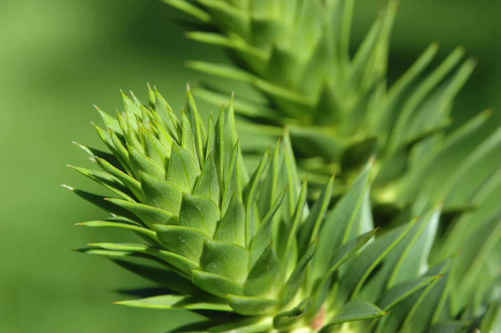 Monkey Puzzle Tree (Araucaria Araucana) — it thrives in USDA zones 7B through 11; potential longevity that often exceeds a century, image 77