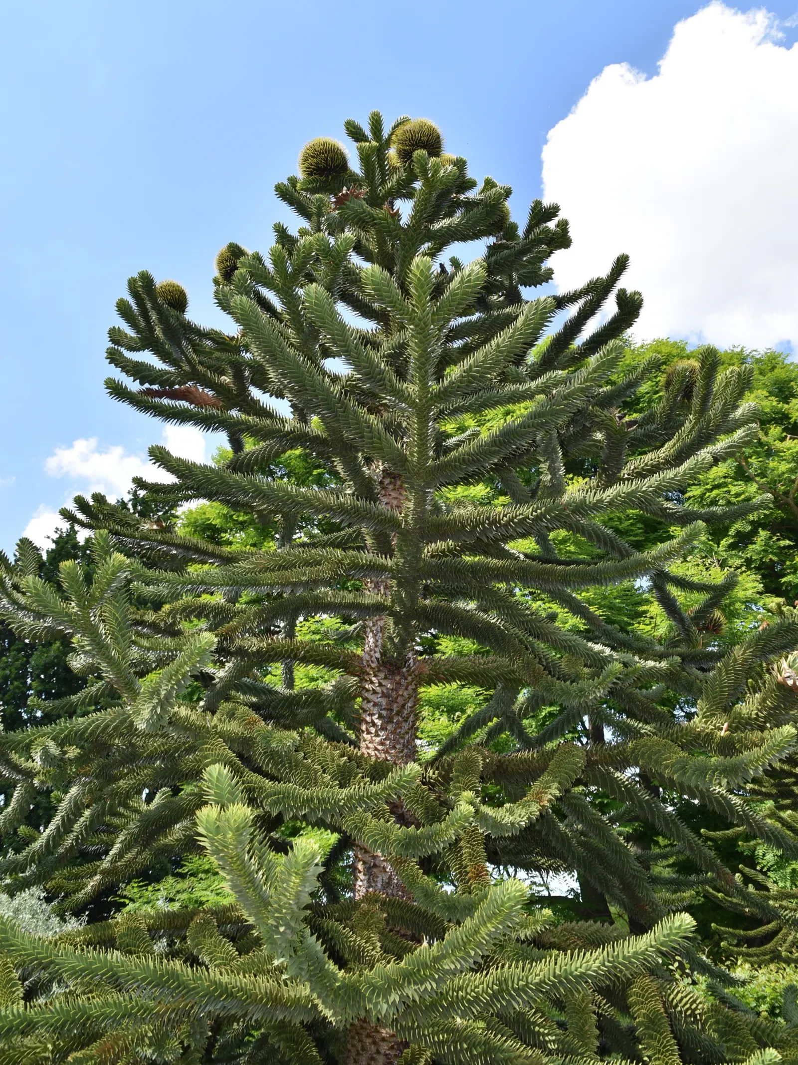 Monkey Puzzle Tree (Araucaria Araucana) — preferring full sun exposure and well-drained
