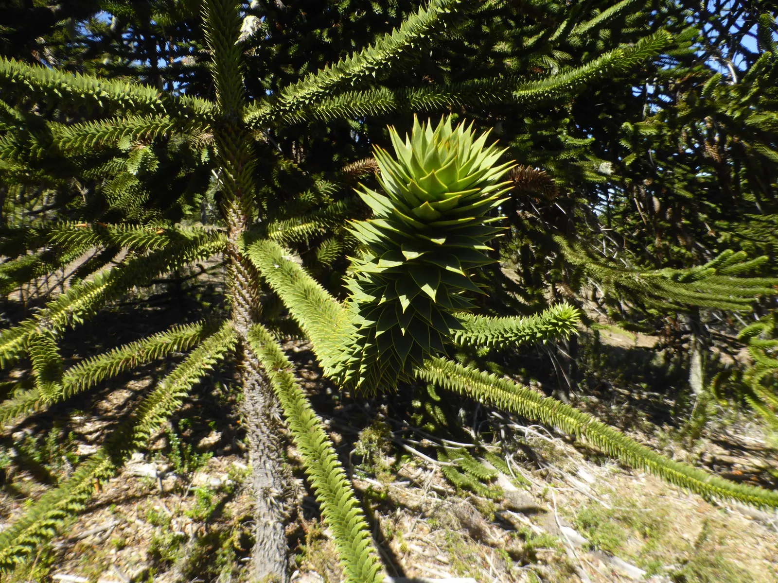 Monkey Puzzle Tree (Araucaria Araucana) — It's hardy in USDA zones 7b to 11; thus it requires ample space to be truly appreciated, image 67