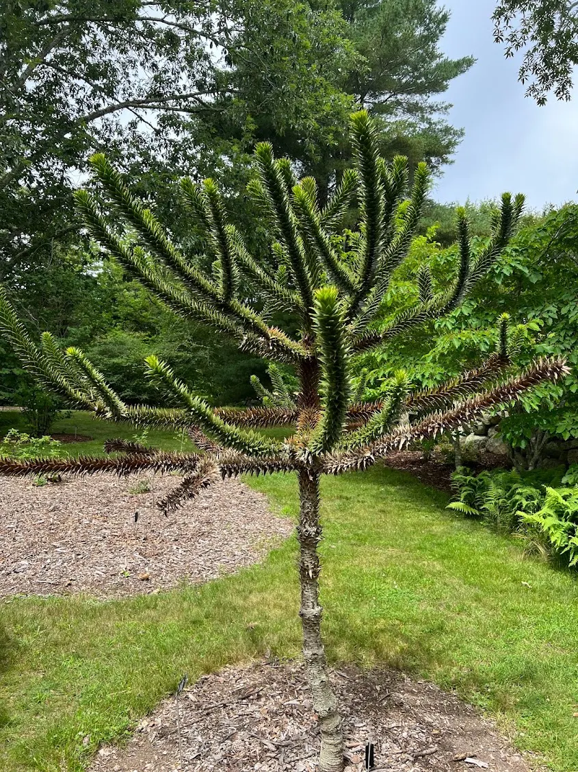 Monkey Puzzle Tree (Araucaria Araucana) — slightly acidic soil.<br><br>The Monkey Puzzle's foliage consists of sharp; native to Chile and Argentina, image 79