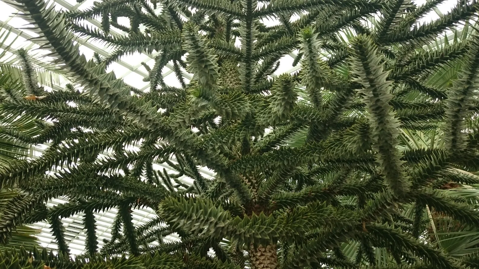 Monkey Puzzle Tree (Araucaria Araucana) — preferring full sun exposure and well-drained; is a striking specimen with a pyramid shape
