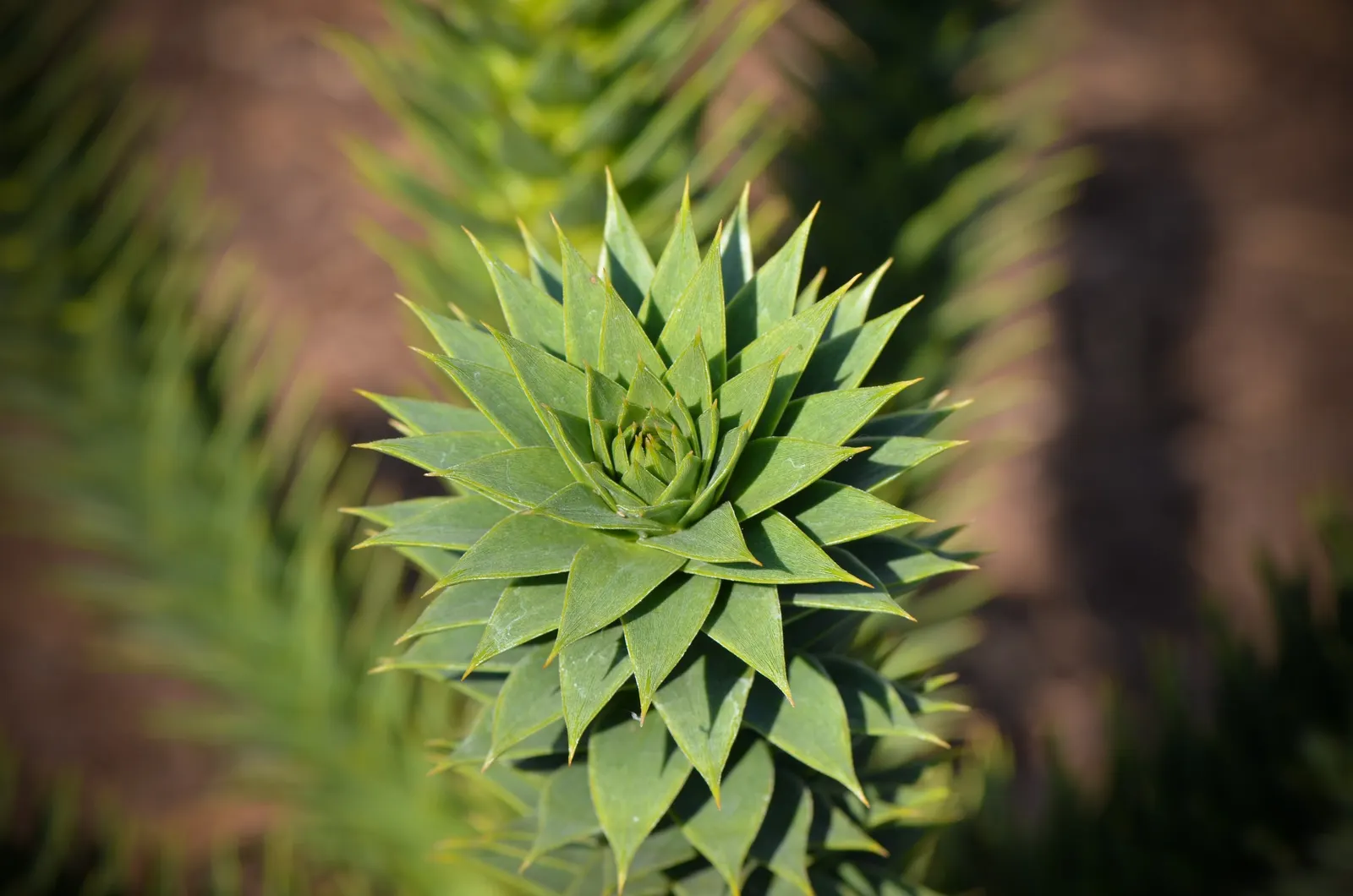 Monkey Puzzle Tree (Araucaria Araucana) — scientifically known as Araucaria araucana