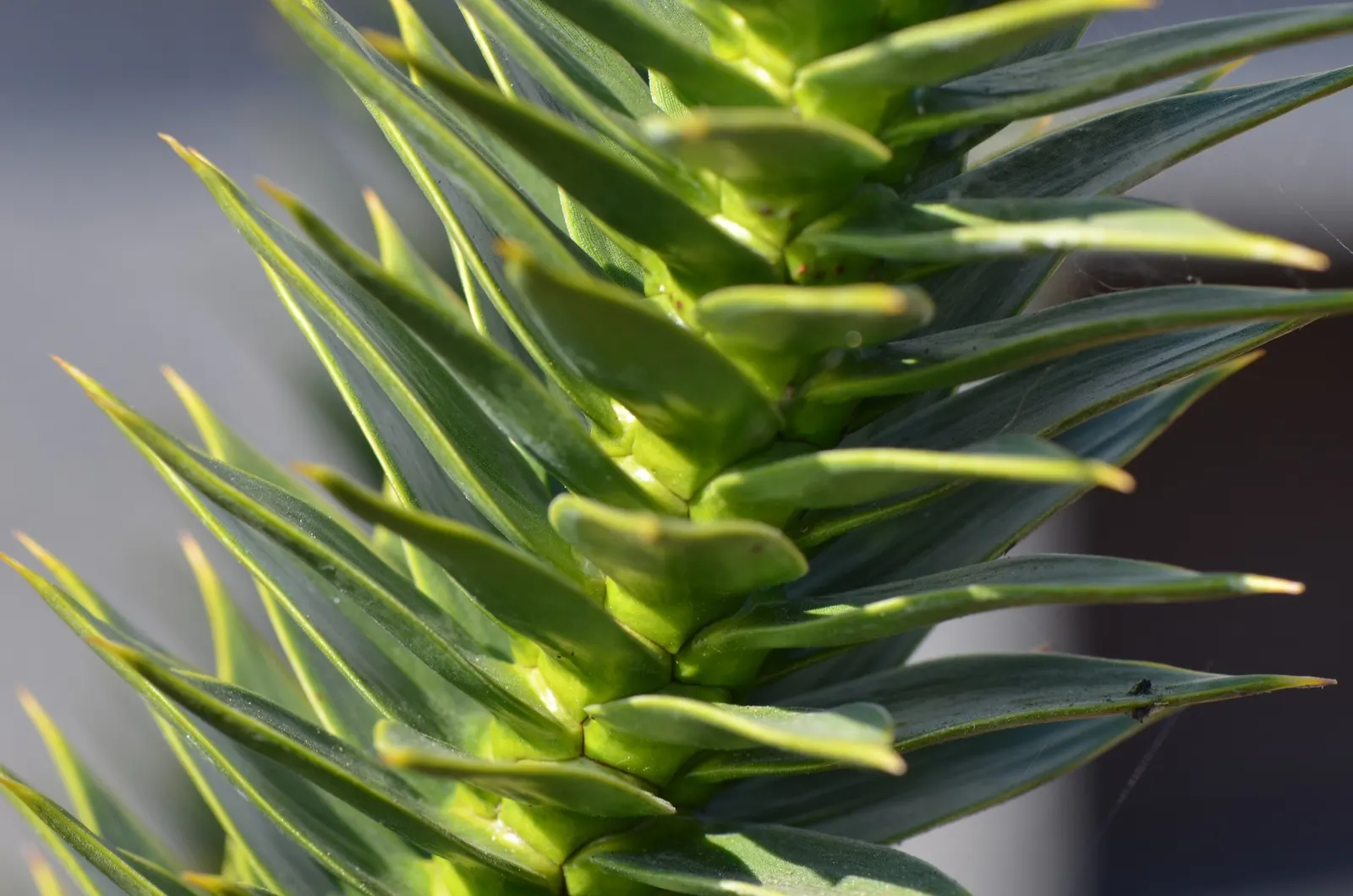 Monkey Puzzle Tree (Araucaria Araucana) — The Monkey Puzzle Tree (Araucaria araucana); its unique, sharp leaves and longevity make it a statement, image 91
