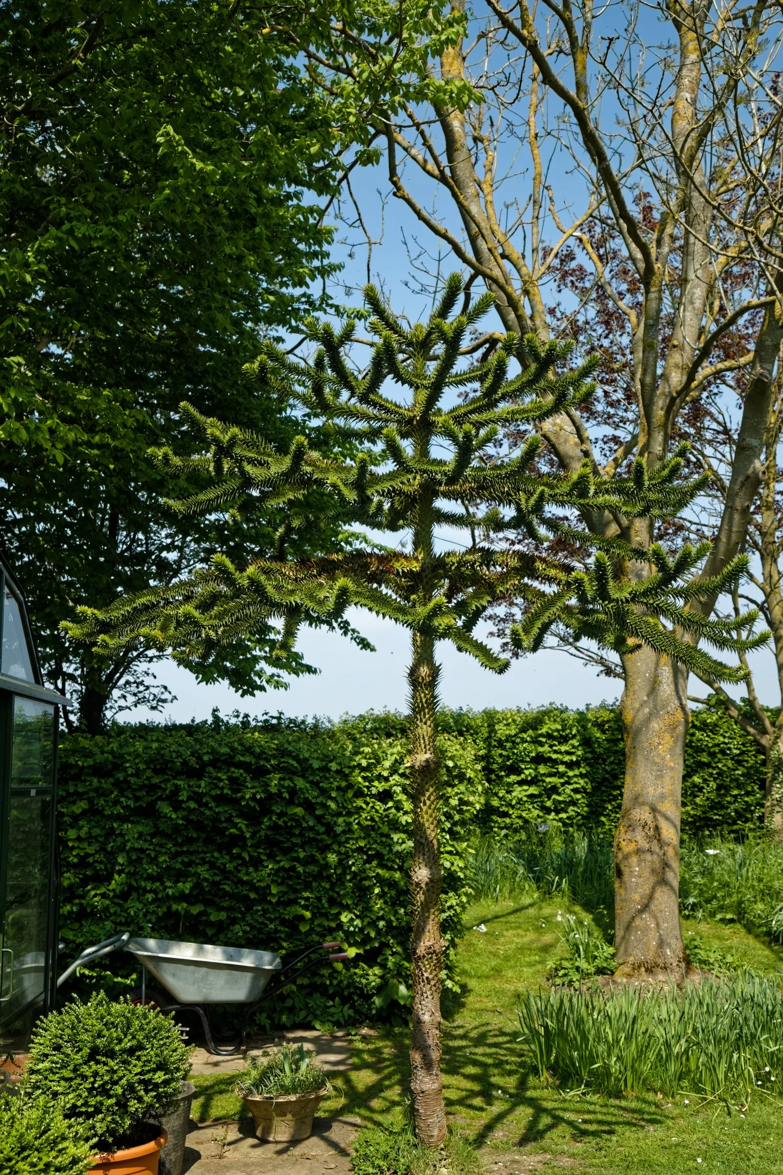 Monkey Puzzle Tree (Araucaria Araucana) — this tree bears the added curiosity of being dioecious; scientifically known as Araucaria araucana, image 83