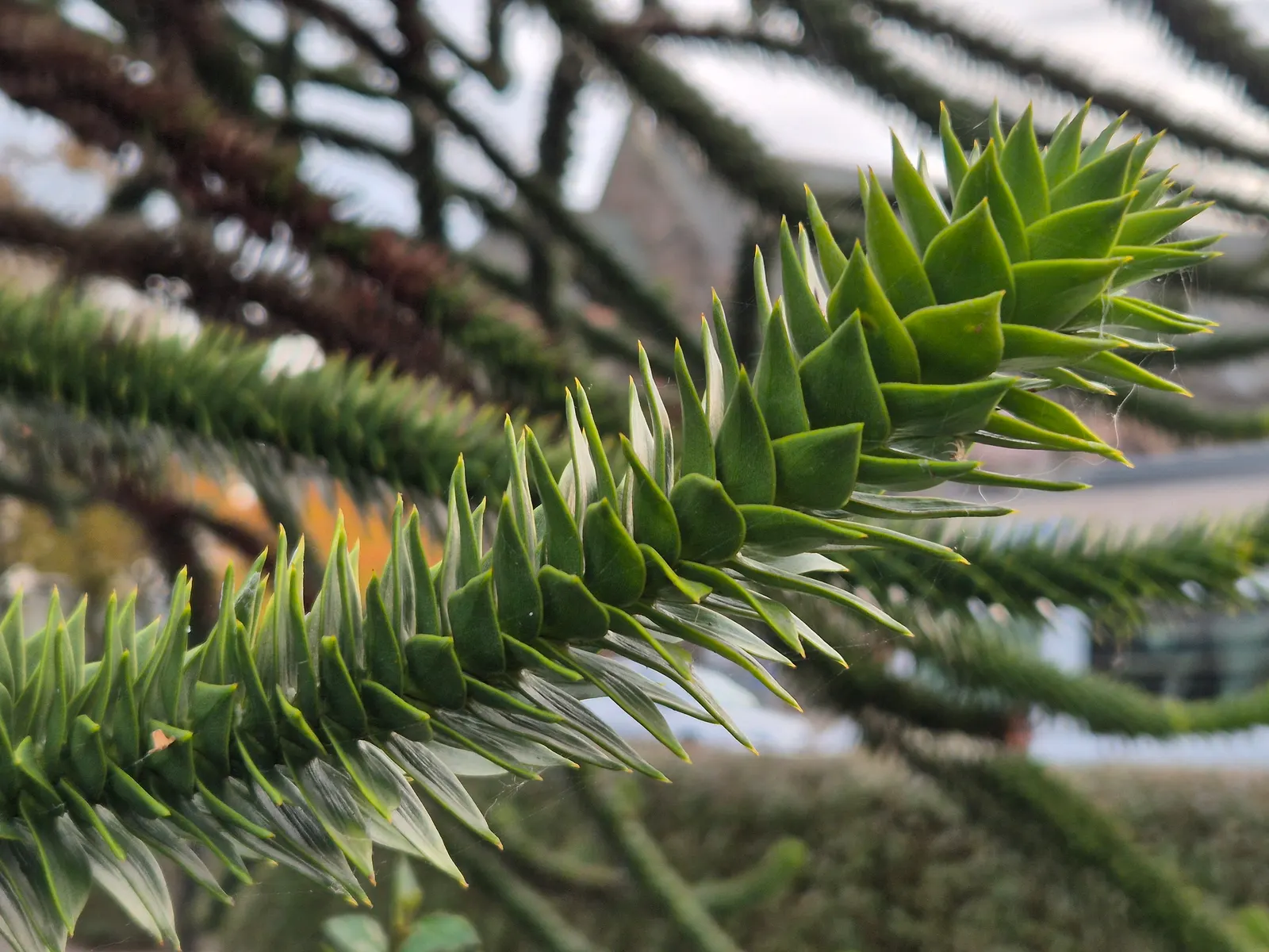 Monkey Puzzle Tree (Araucaria Araucana) — an evergreen conifer native to Chile and Argentina; spiky foliage.<br><br>Typically