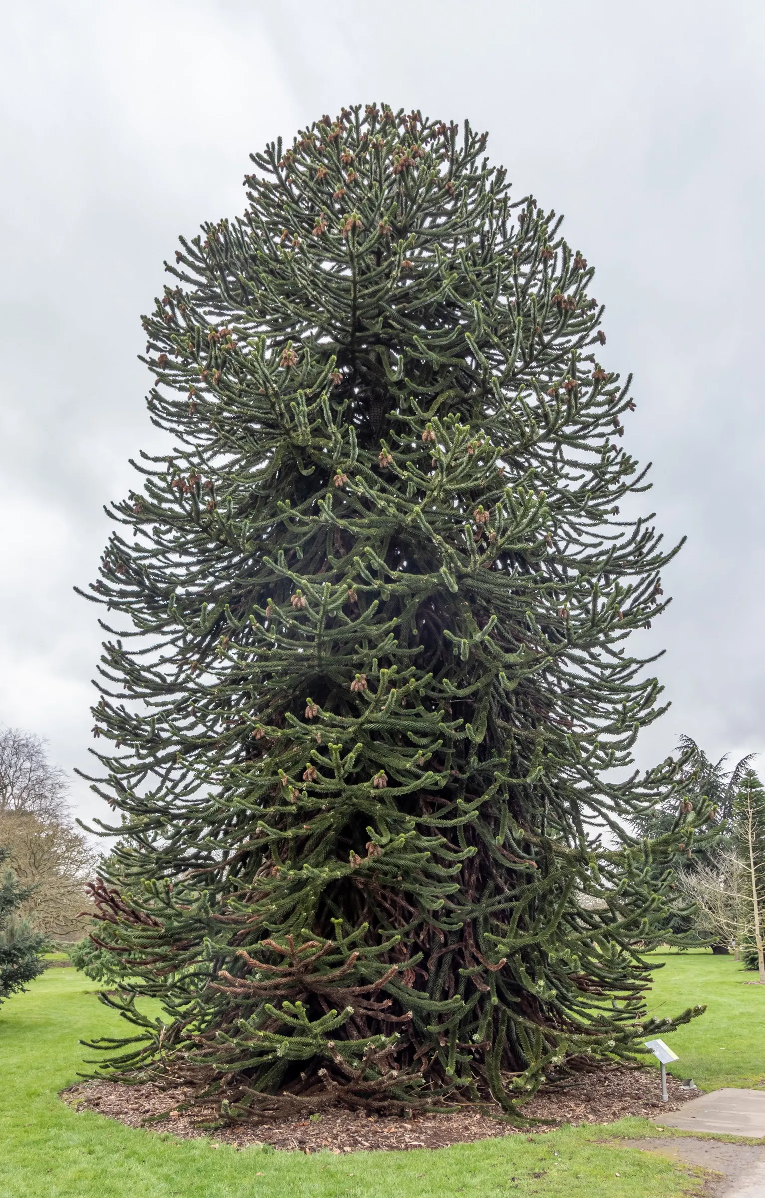 Monkey Puzzle Tree (Araucaria Araucana) — scientifically known as Araucaria araucana; this tree bears the added curiosity of being dioecious, image 68