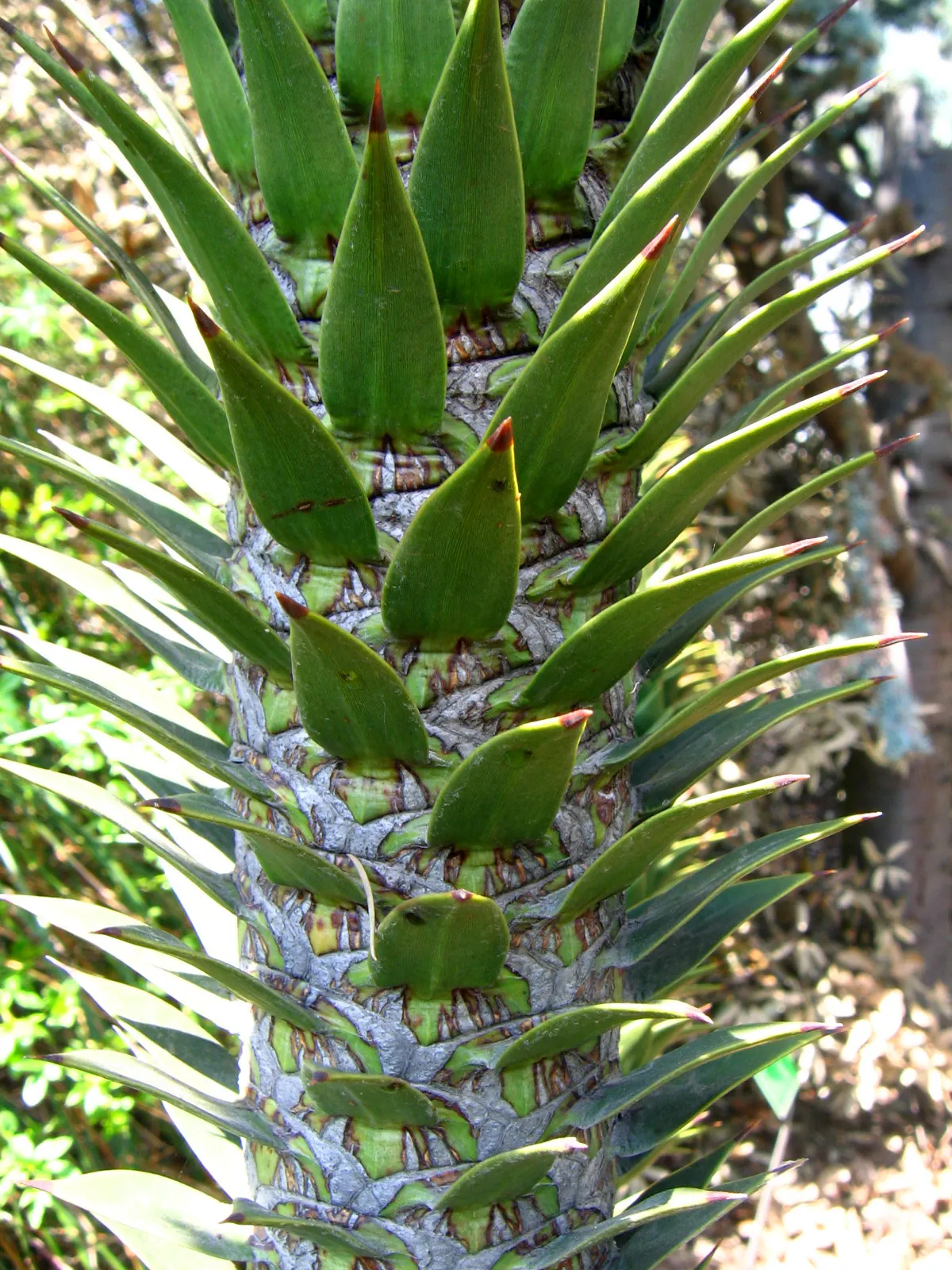 Monkey Puzzle Tree (Araucaria Araucana) — With minimal maintenance needs apart from ensuring soil drainage; with increments of approximately one, image 88