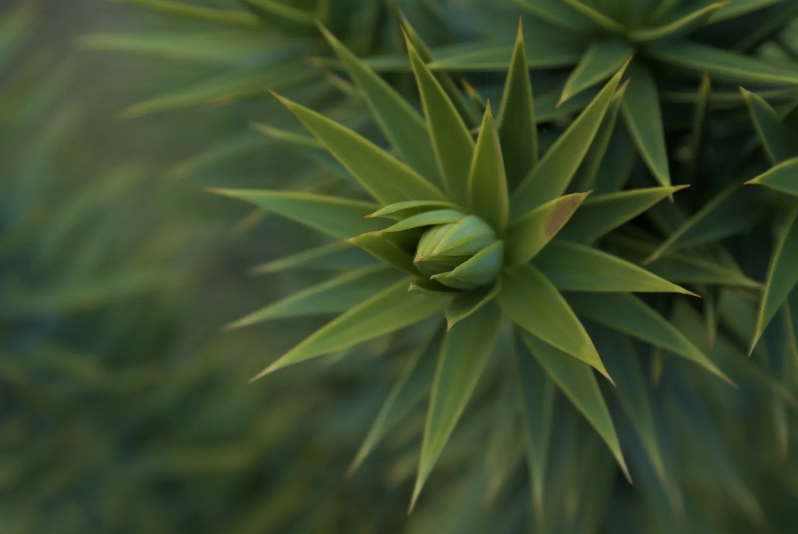 Monkey Puzzle Tree (Araucaria Araucana) — spiky foliage.<br><br>Typically; growing slowly to its grand stature