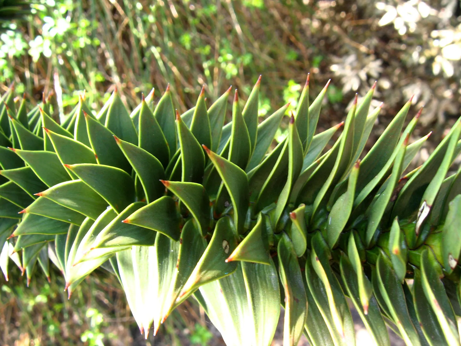 Monkey Puzzle Tree (Araucaria Araucana) — It's hardy in USDA zones 7b to 11; thus it requires ample space to be truly appreciated, image 97