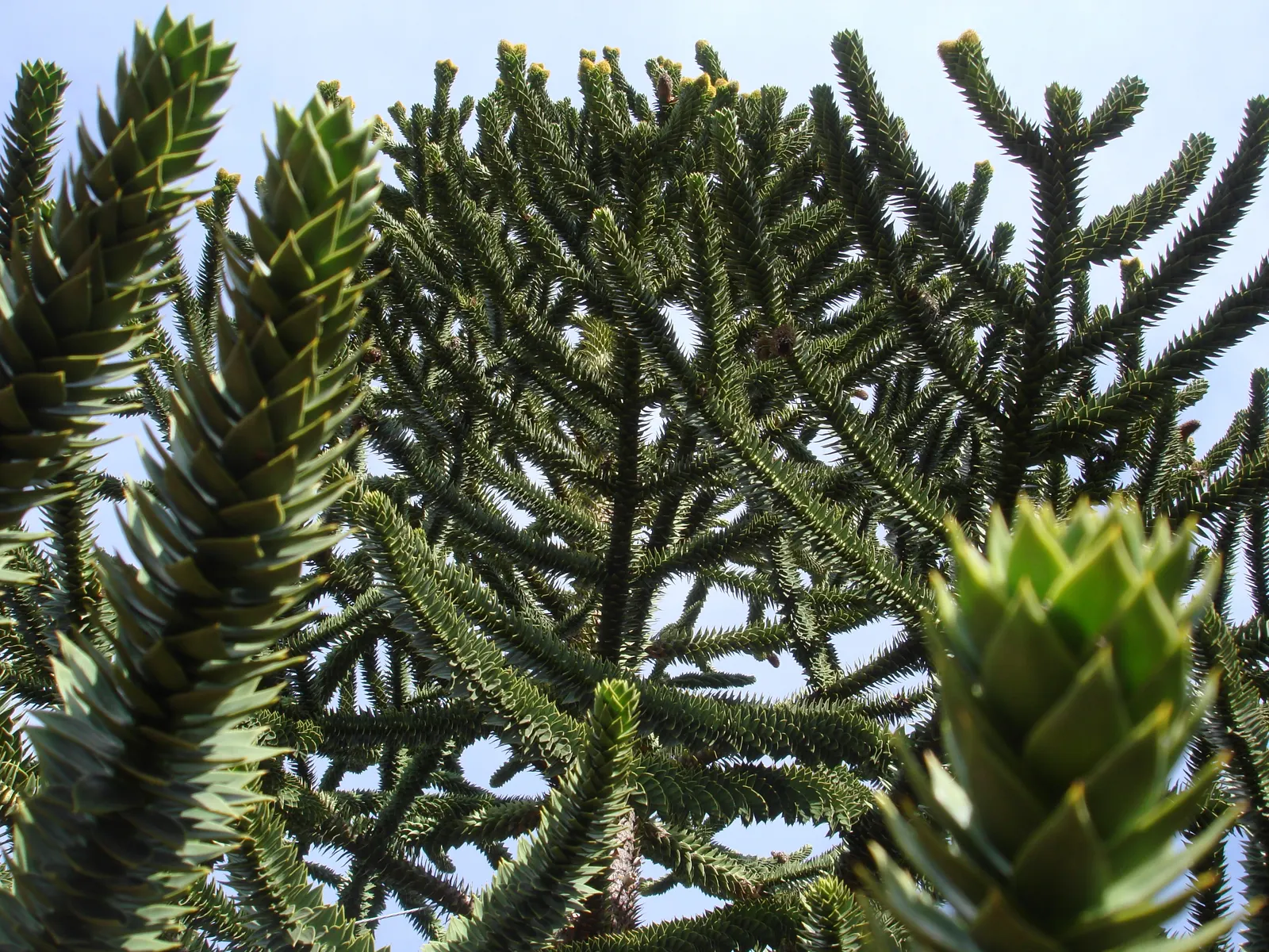 Monkey Puzzle Tree (Araucaria Araucana) — scientifically known as Araucaria araucana; this tree bears the added curiosity of being dioecious