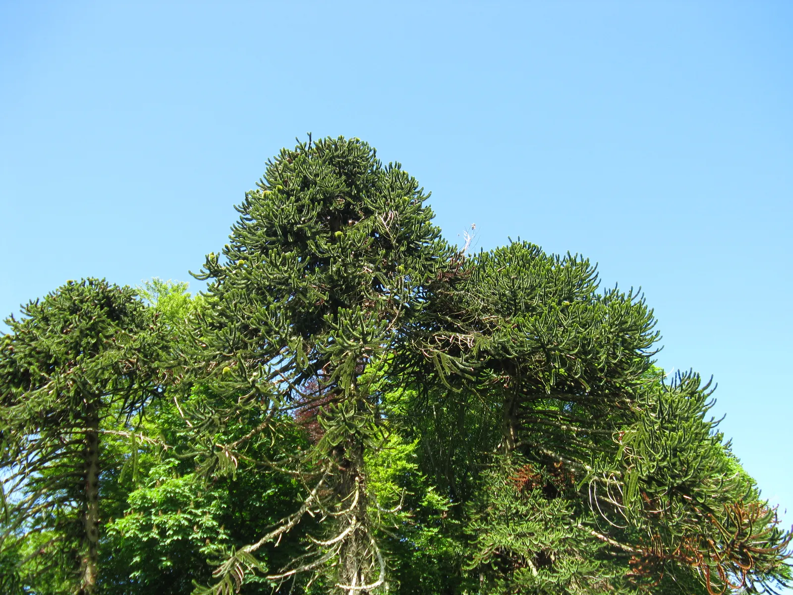 Monkey Puzzle Tree (Araucaria Araucana) — Native to Chile and Argentina