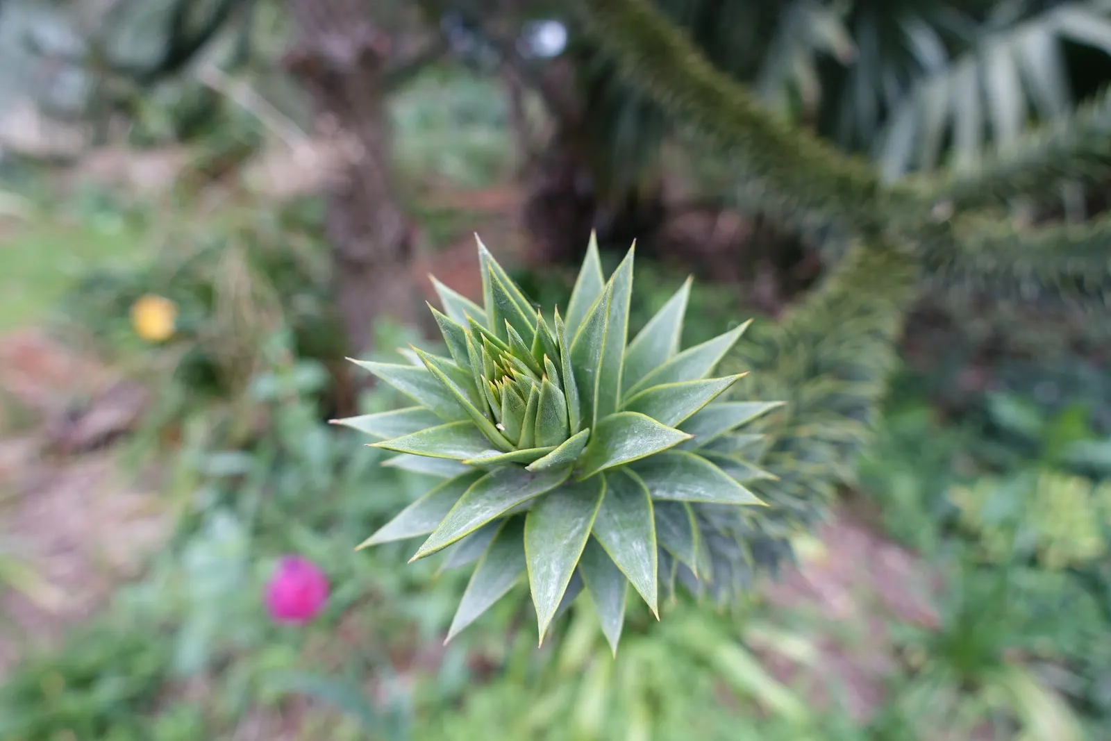 Monkey Puzzle Tree (Araucaria Araucana) — potential longevity that often exceeds a century; high-impact choice for any client desiring a touch of, image 86