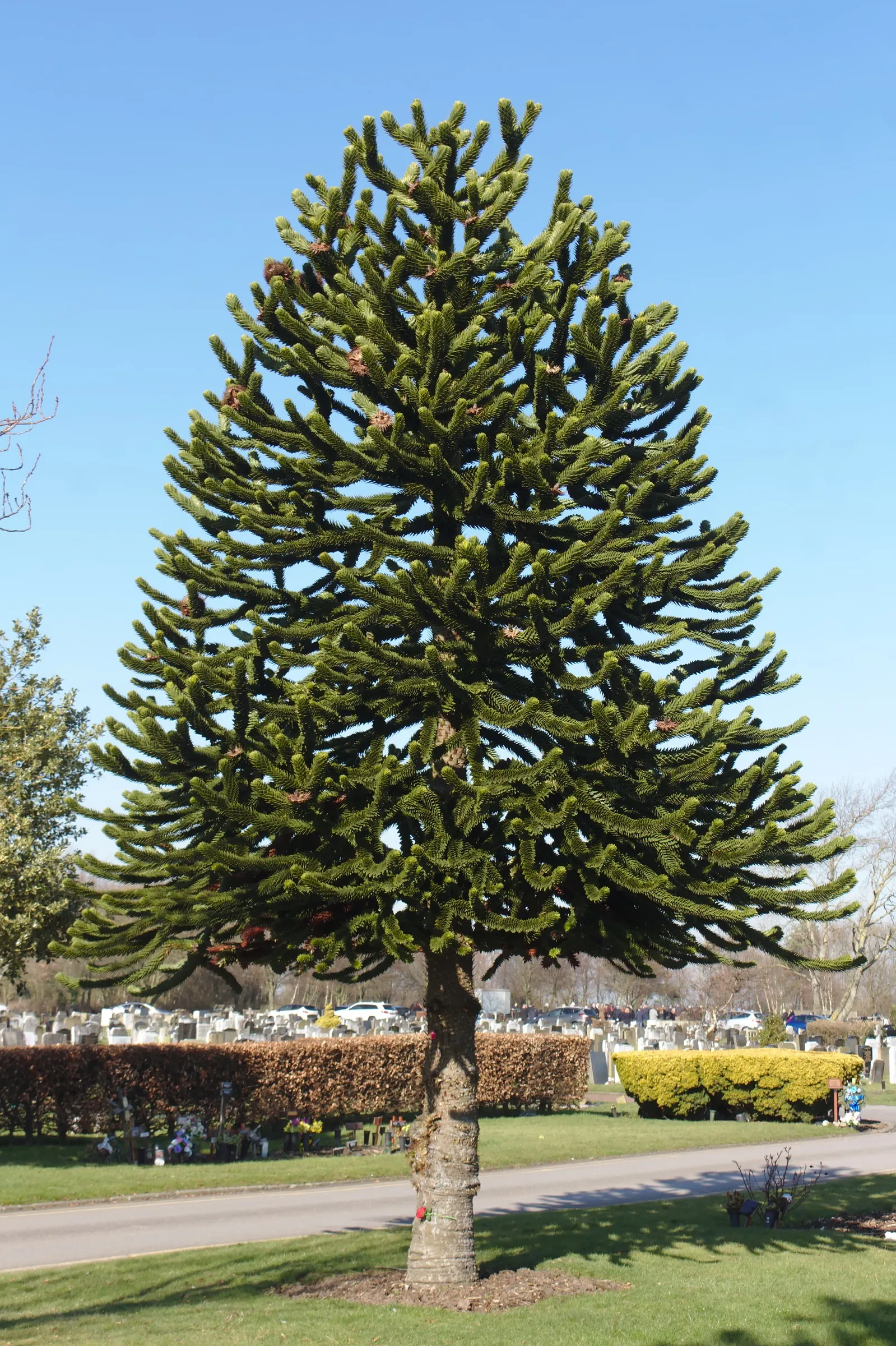 Monkey Puzzle Tree (Araucaria Araucana) — is a striking specimen with a pyramid shape; preferring full sun exposure and well-drained, image 63